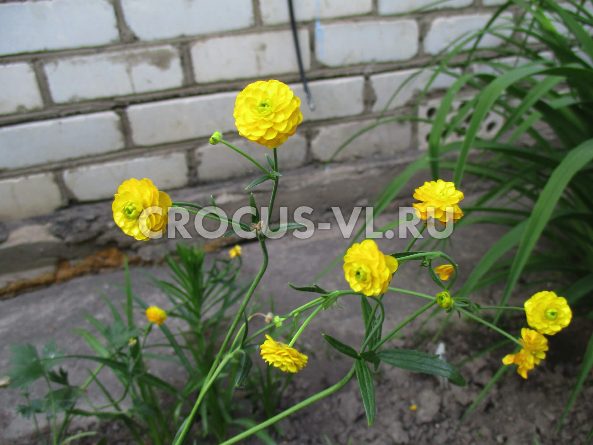 Лютик махровый едкий «Gold Rose» Лютик махровый едкий «Gold Rose»