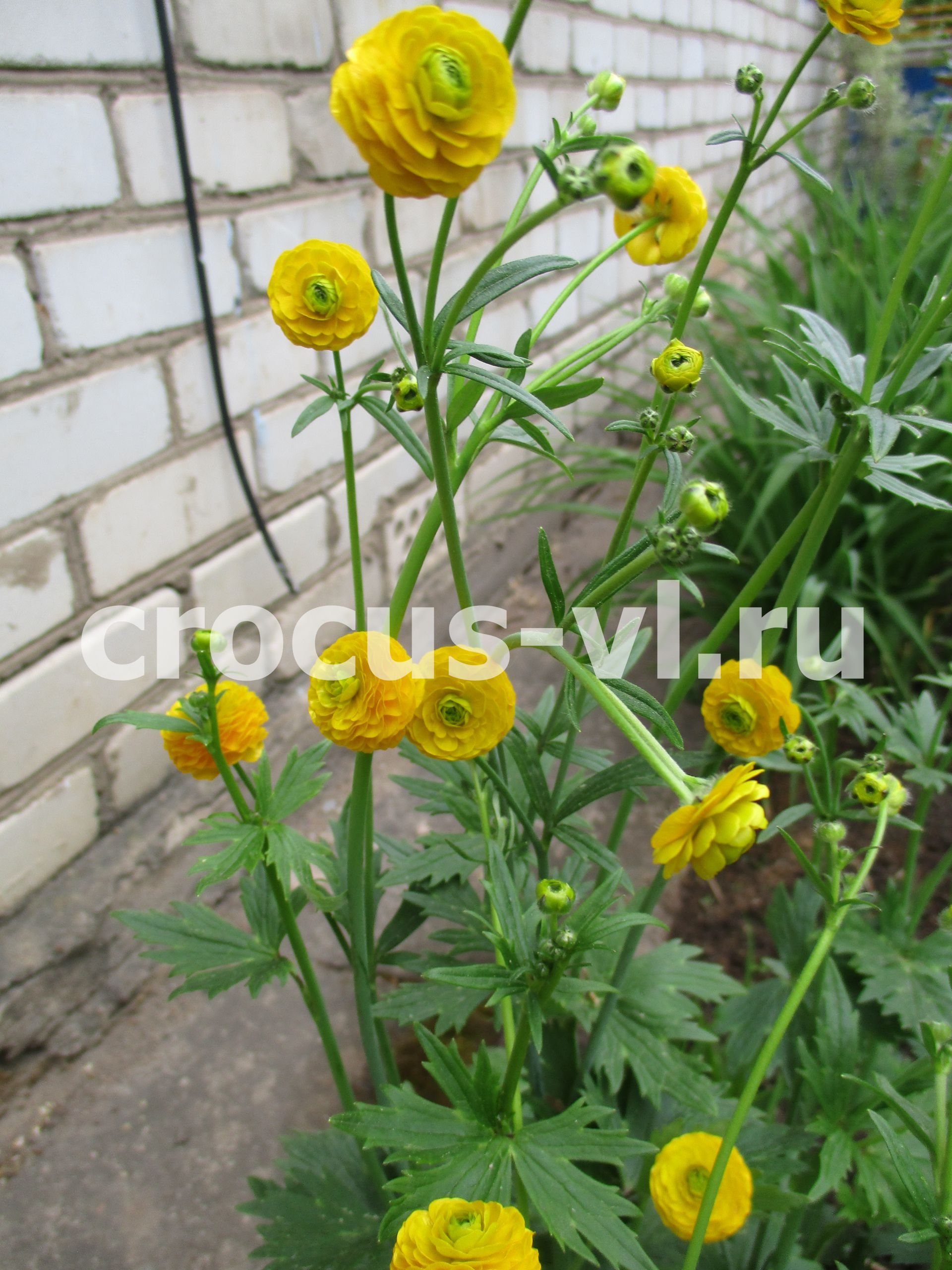 Лютик махровый едкий «Gold Rose» Лютик махровый едкий «Gold Rose»