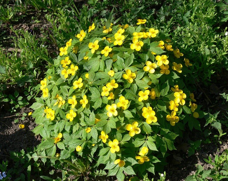 Мак лесной японский (хиломекон) Мак лесной японский (хиломекон)