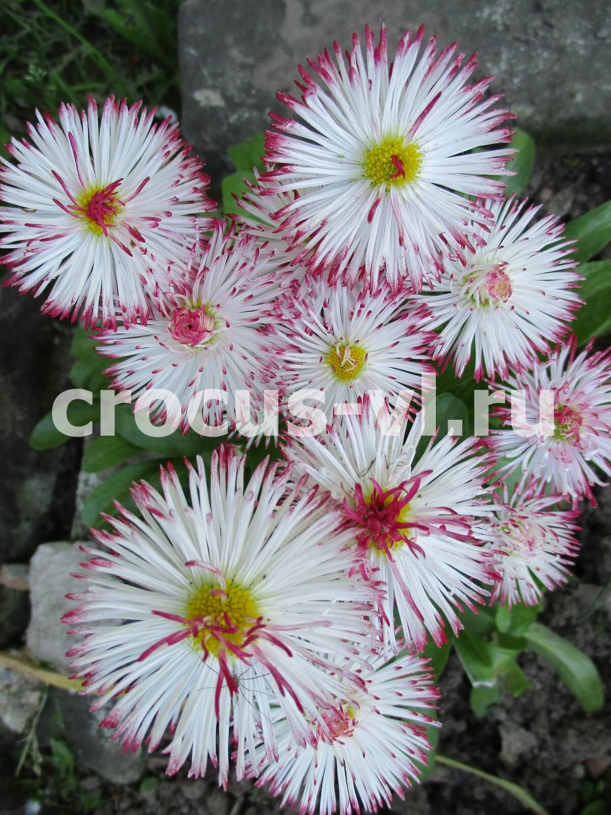 Маргаритка «Habanera White With Red Tips»