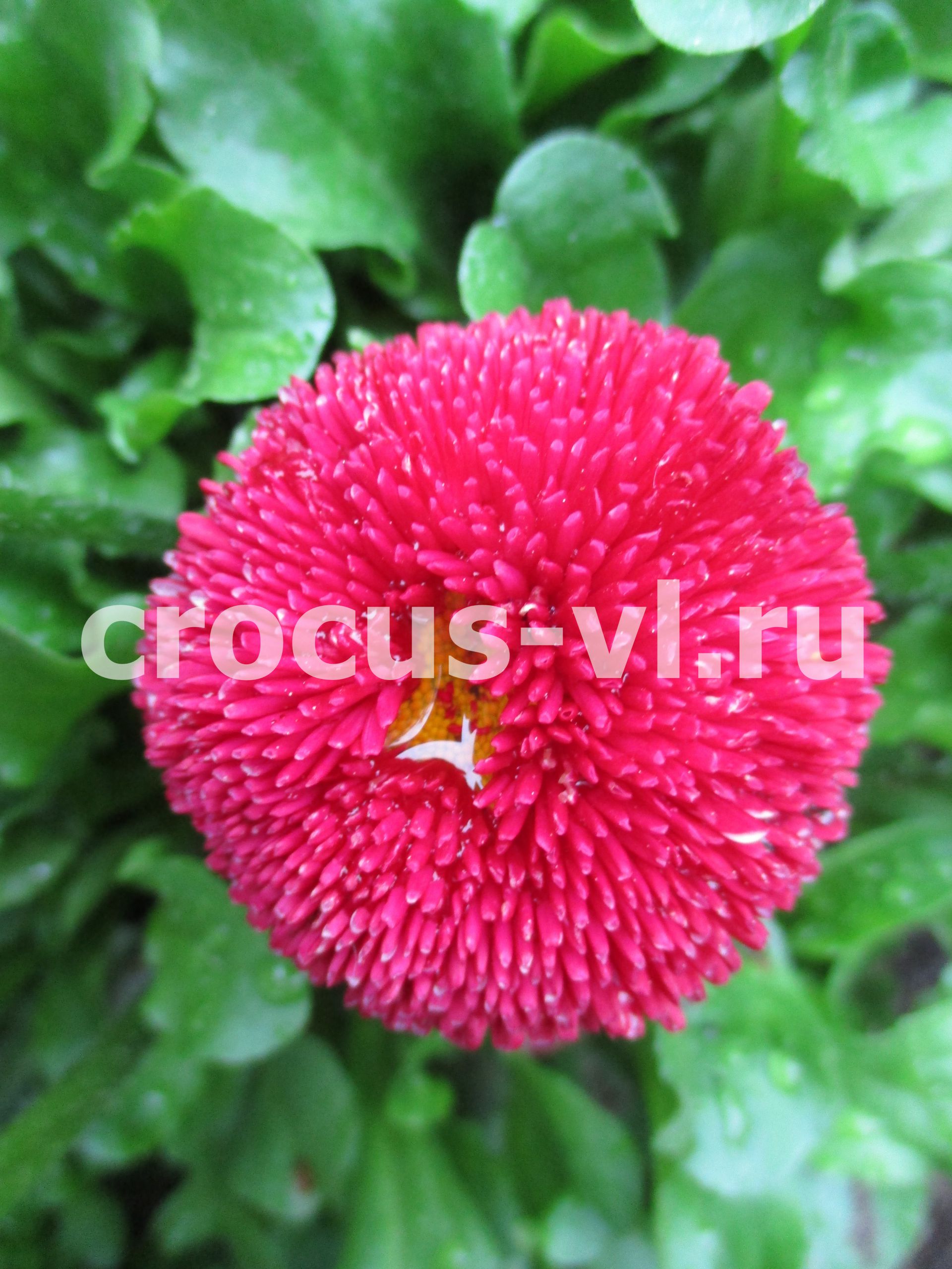 Маргаритка «Tasso Red»
