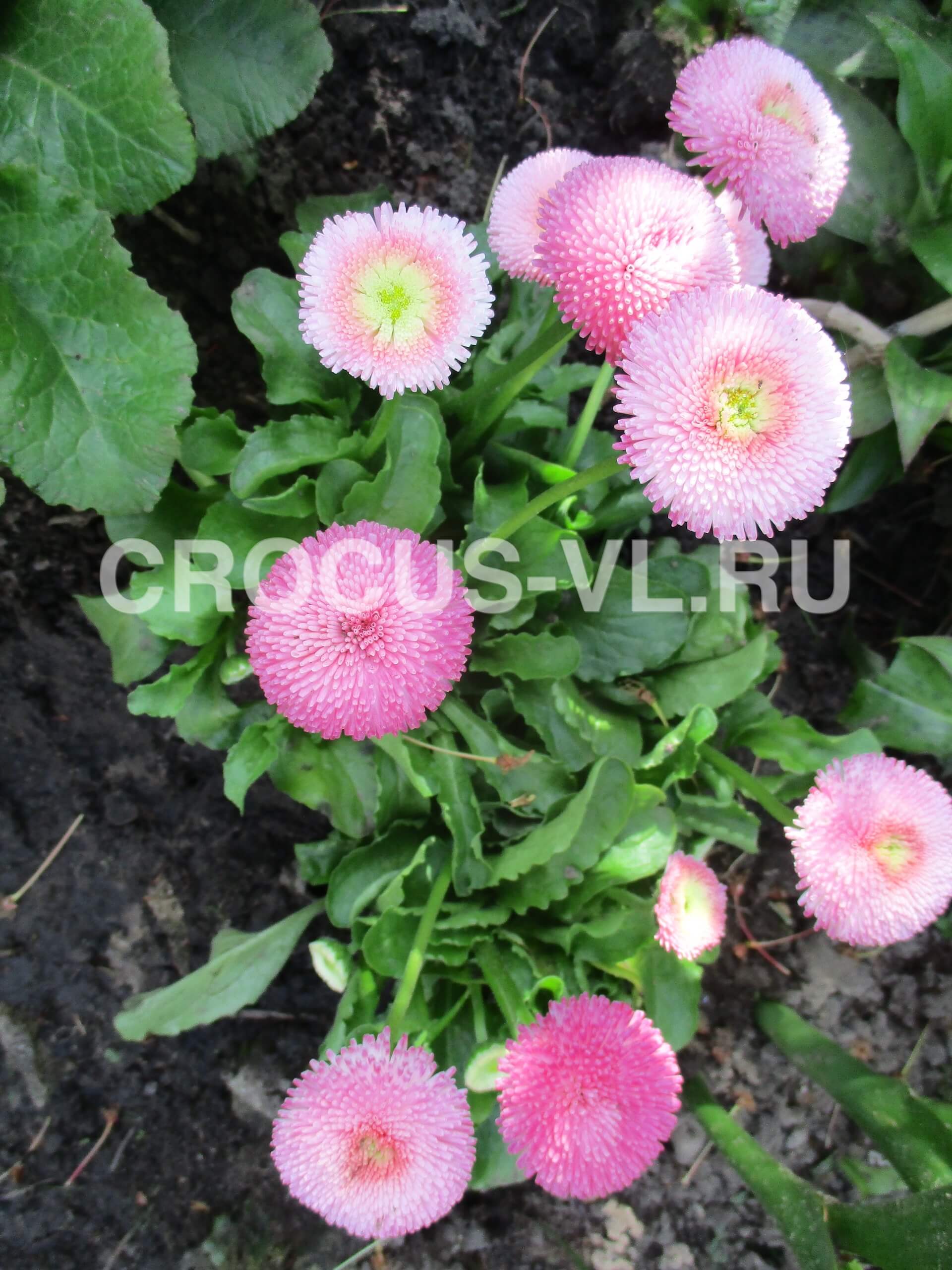 Маргаритка «Robella» Маргаритка «Robella»