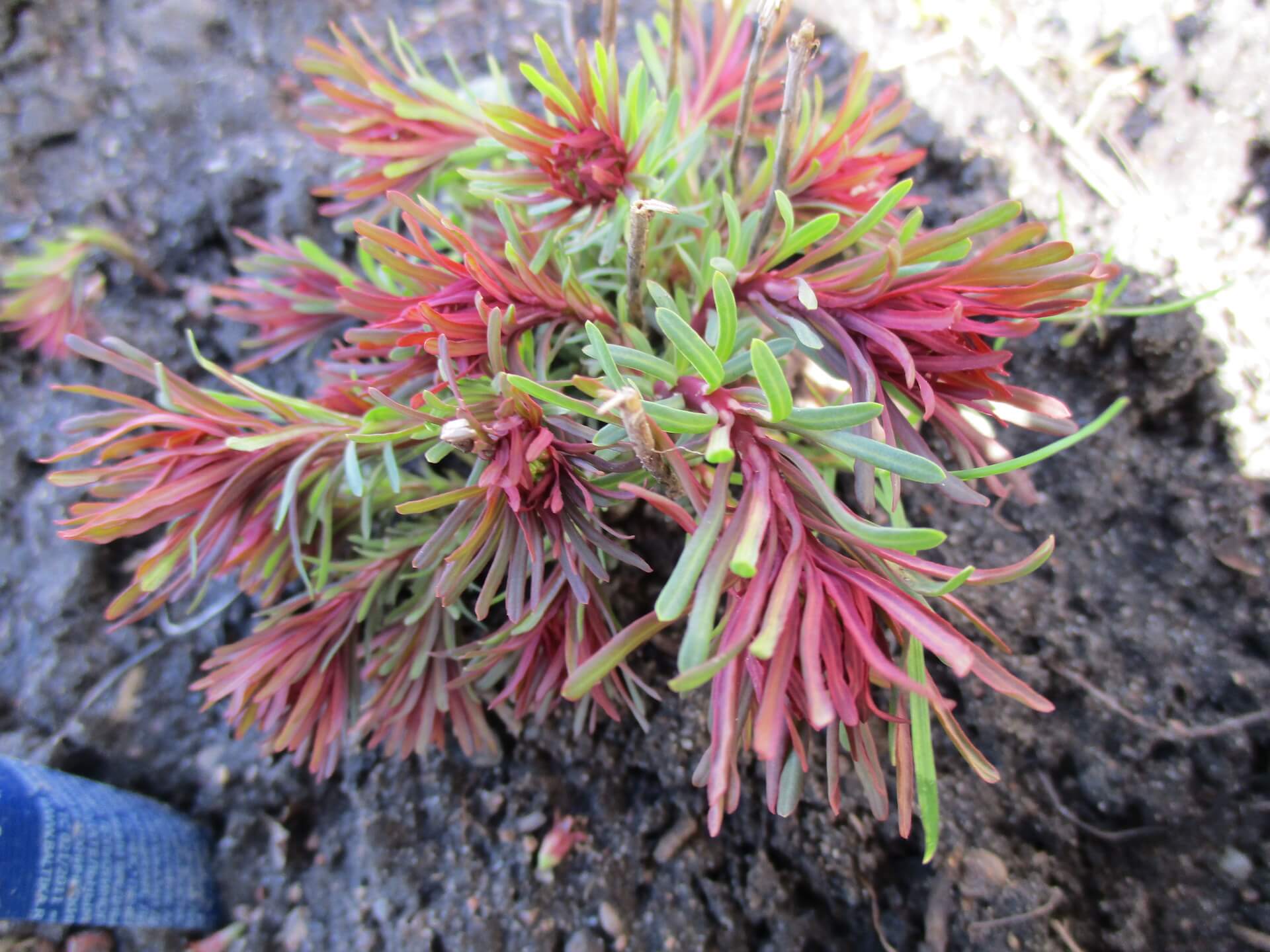 Молочай кипарисовый «Clarice Howard»