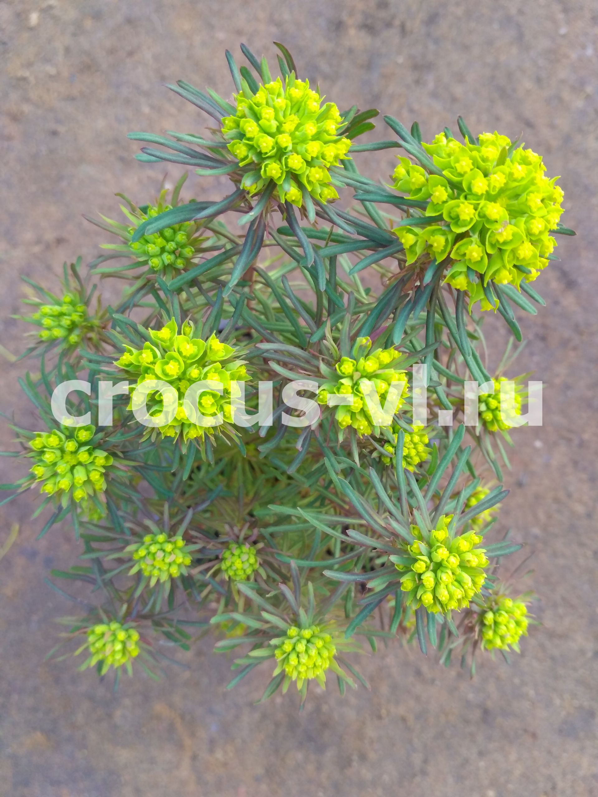 Молочай кипарисовый «Clarice Howard» Молочай кипарисовый «Clarice Howard»