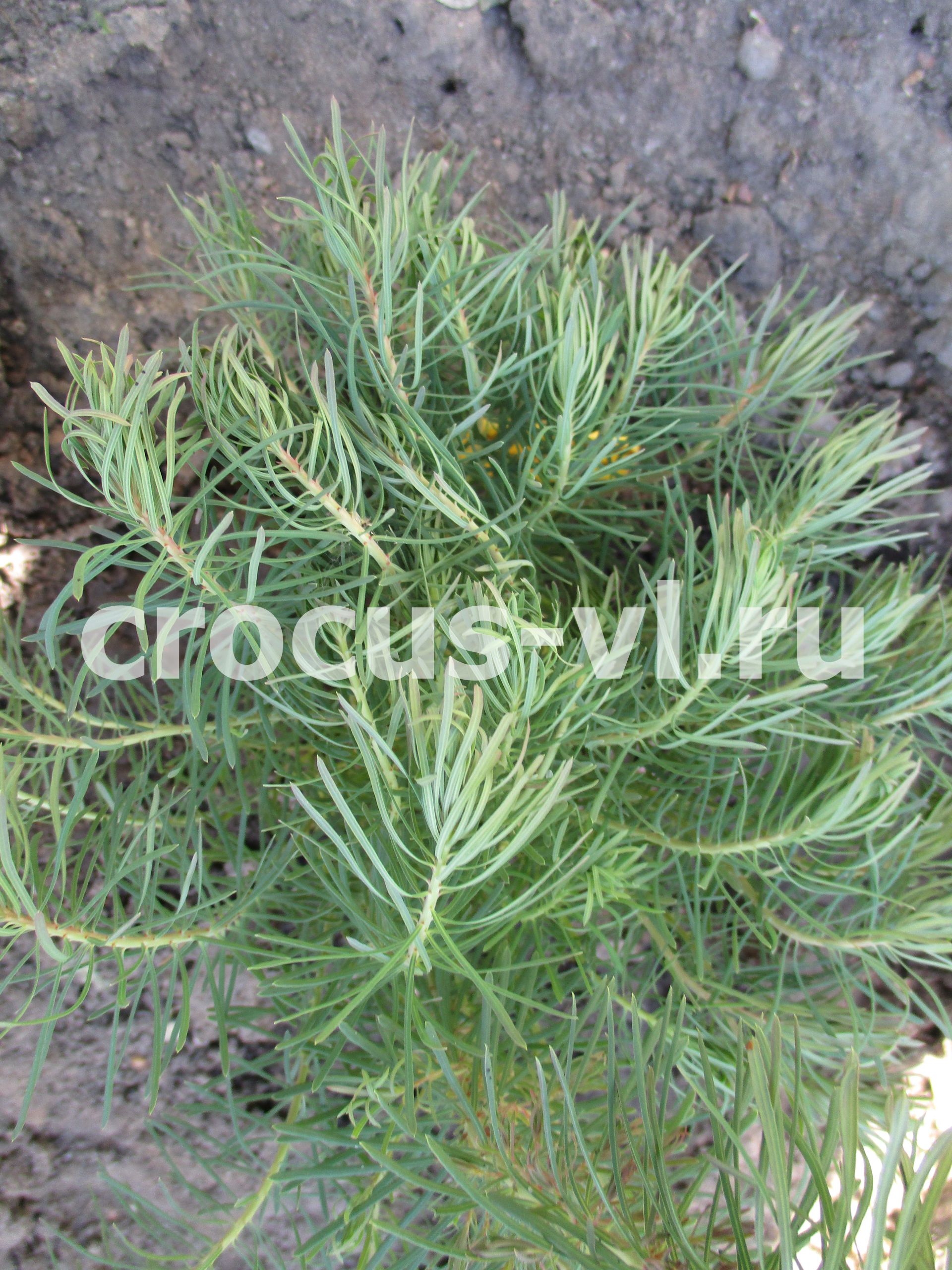 Молочай кипарисовый «Clarice Howard» Молочай кипарисовый «Clarice Howard»