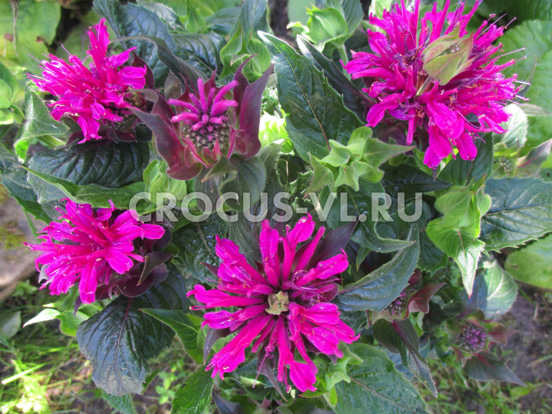 Монарда гибридная «Purple Lace»