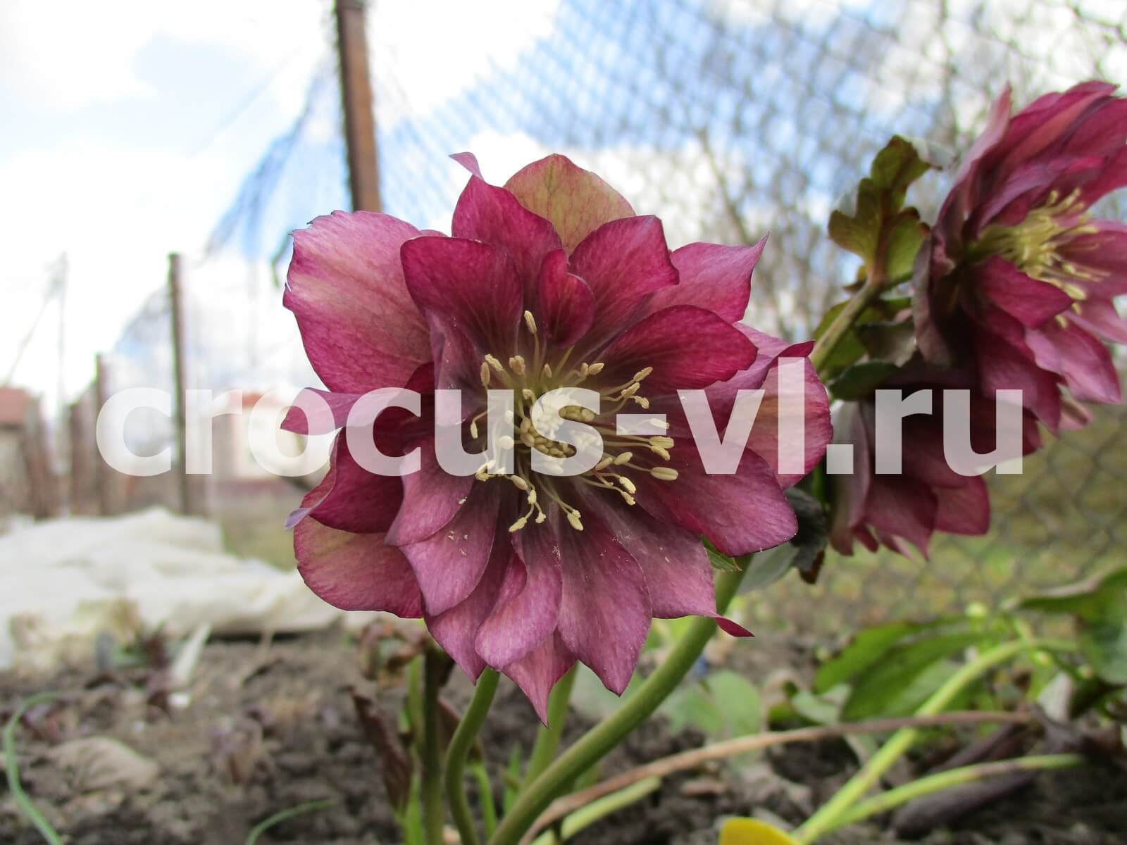 Морозник восточный «Double Ellen Red»