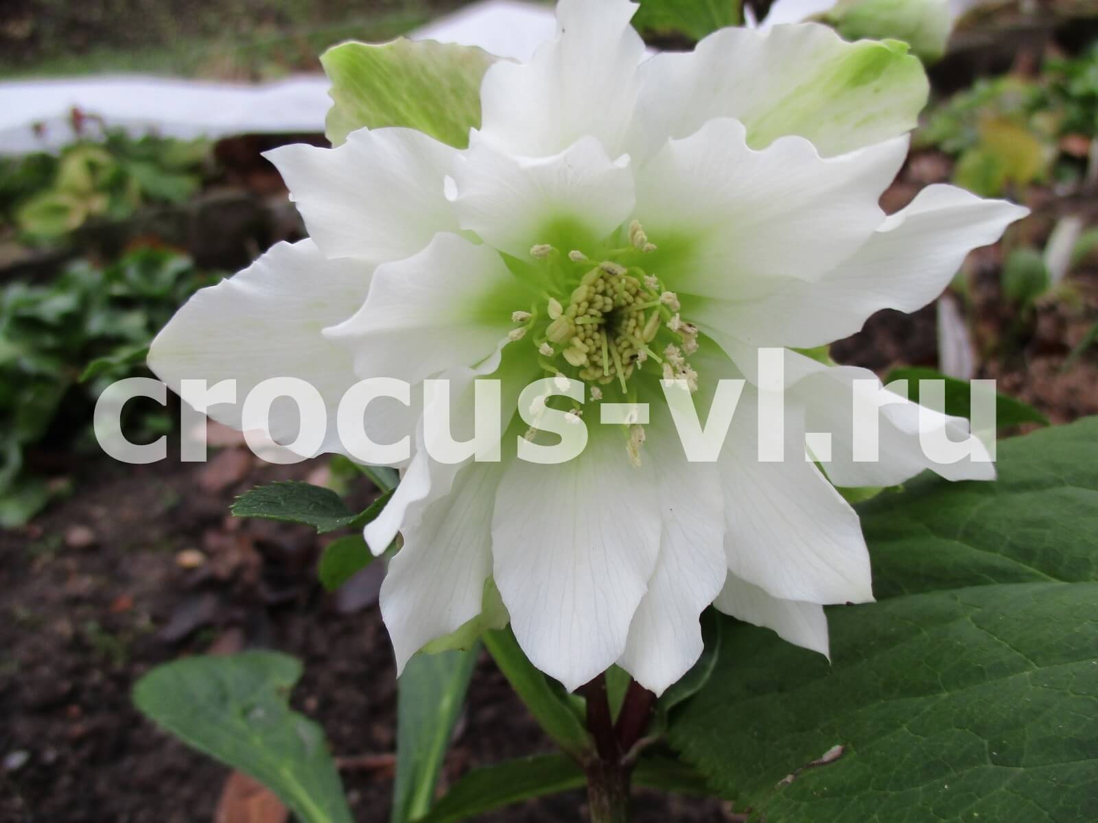 Морозник восточный «Double Ellen White»