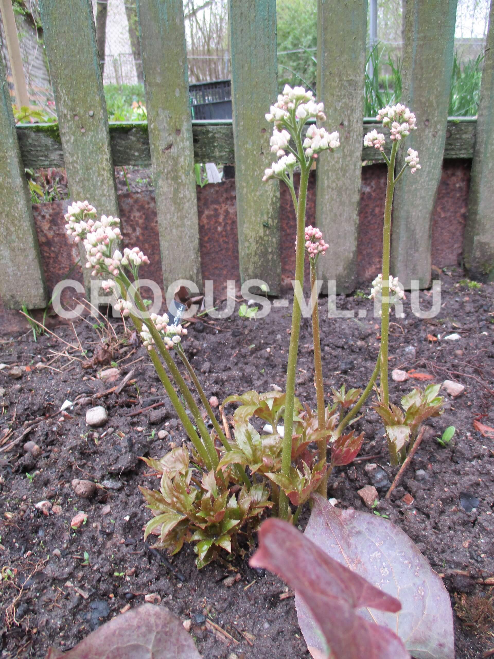 Мукдения Росси «Karasuba» Мукдения Росси «Karasuba»