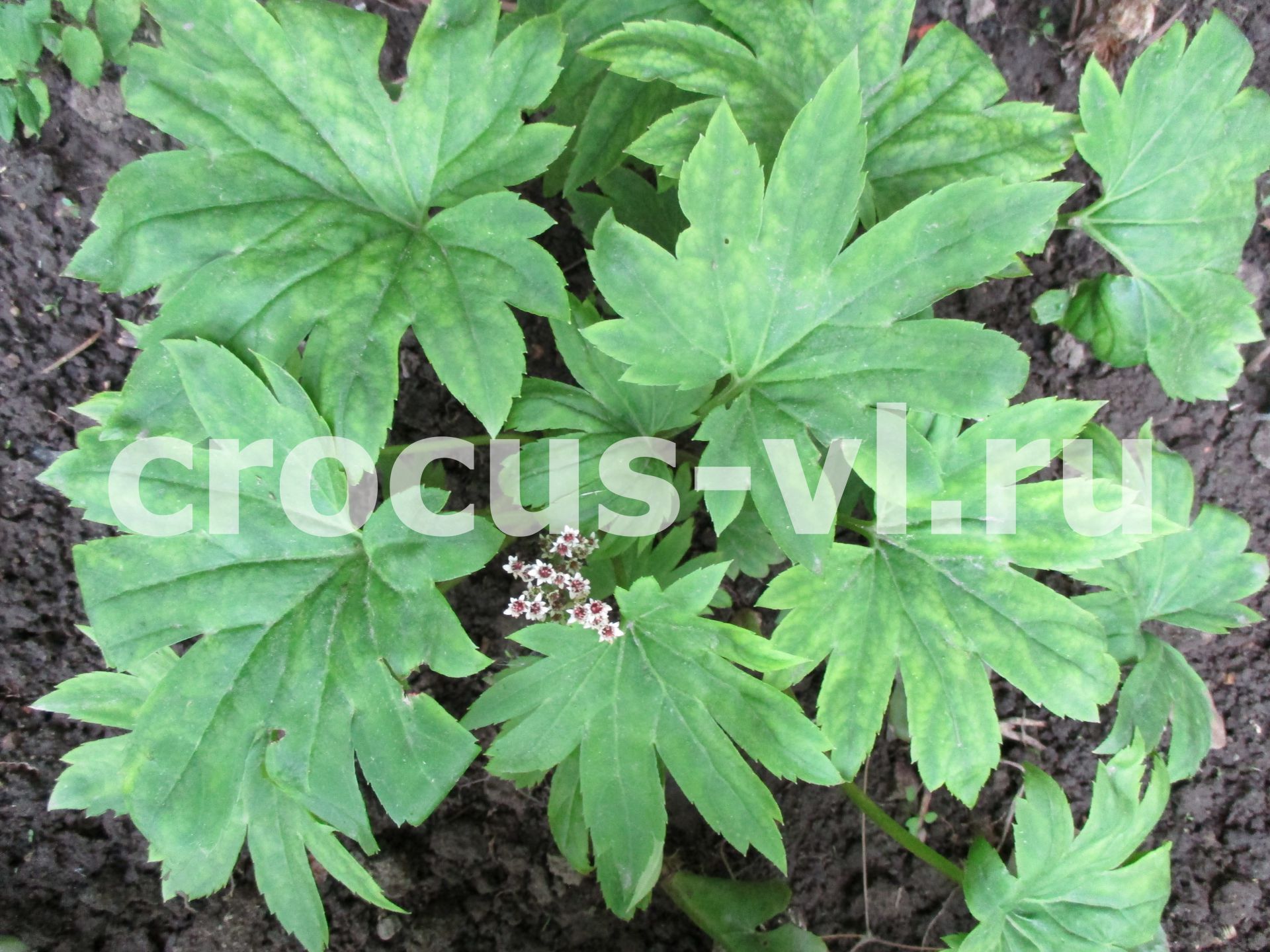 Мукдения Росси «Karasuba» Мукдения Росси «Karasuba»