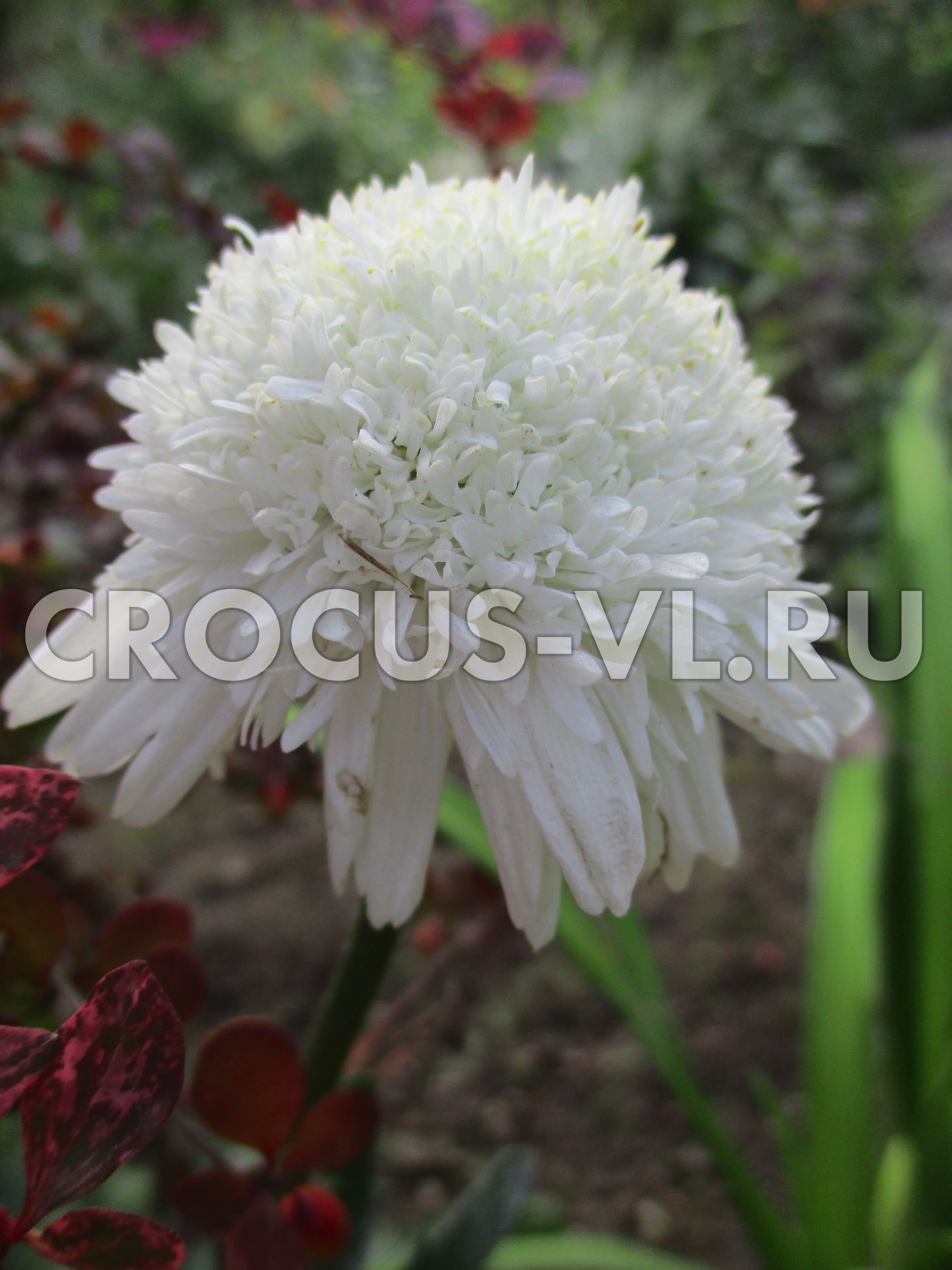 Нивяник гибридный «Bridal Veil»