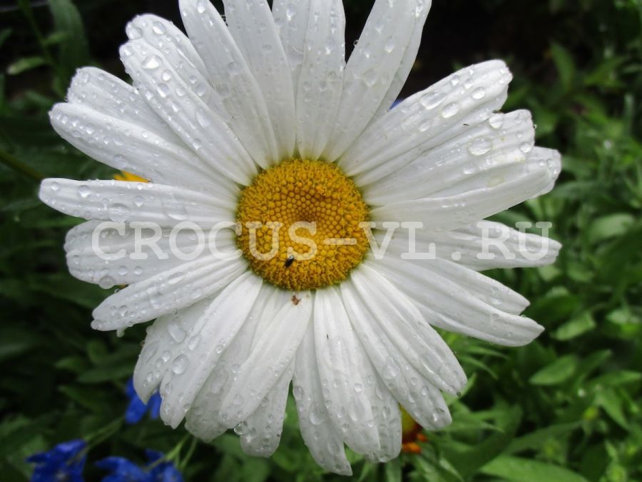 Нивяник наибольший «Победитель»