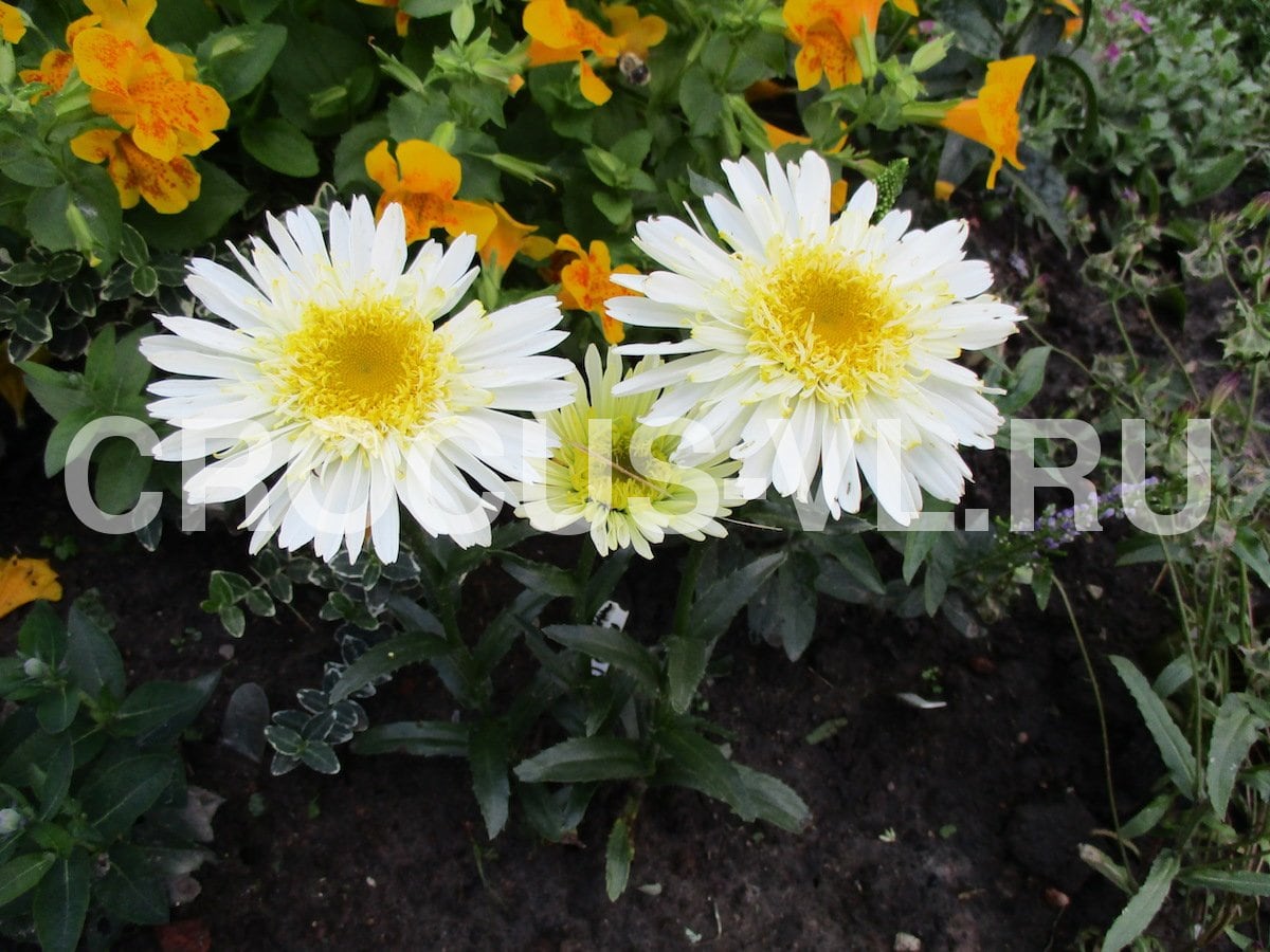 Нивяник наибольший «Real Glory» Нивяник наибольший «Real Glory»