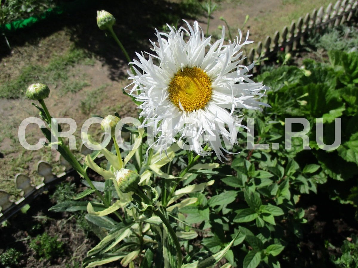 Нивяник «Variegata»