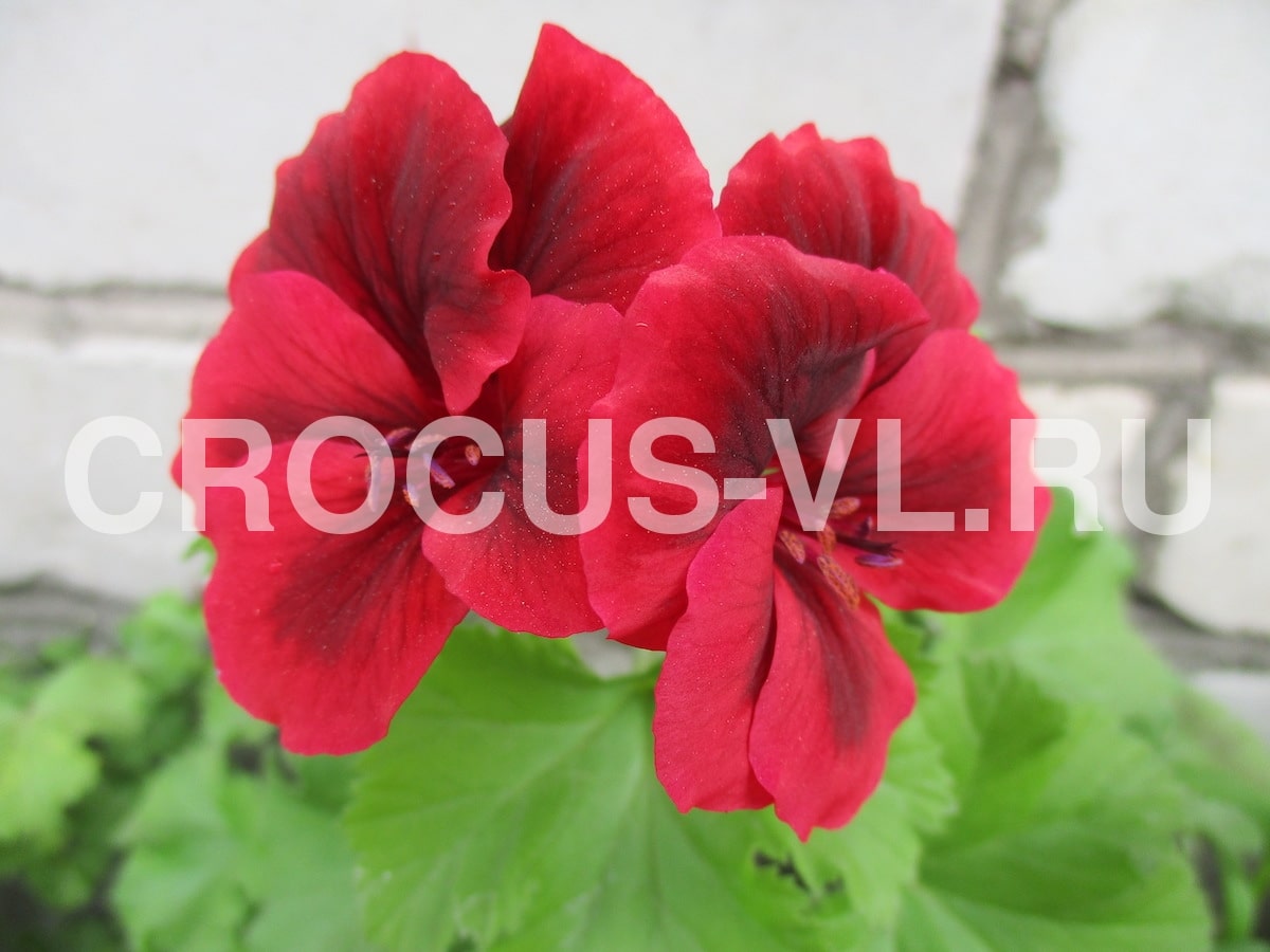 Изображение товара: Пеларгония королевская «Flower Dark Red»