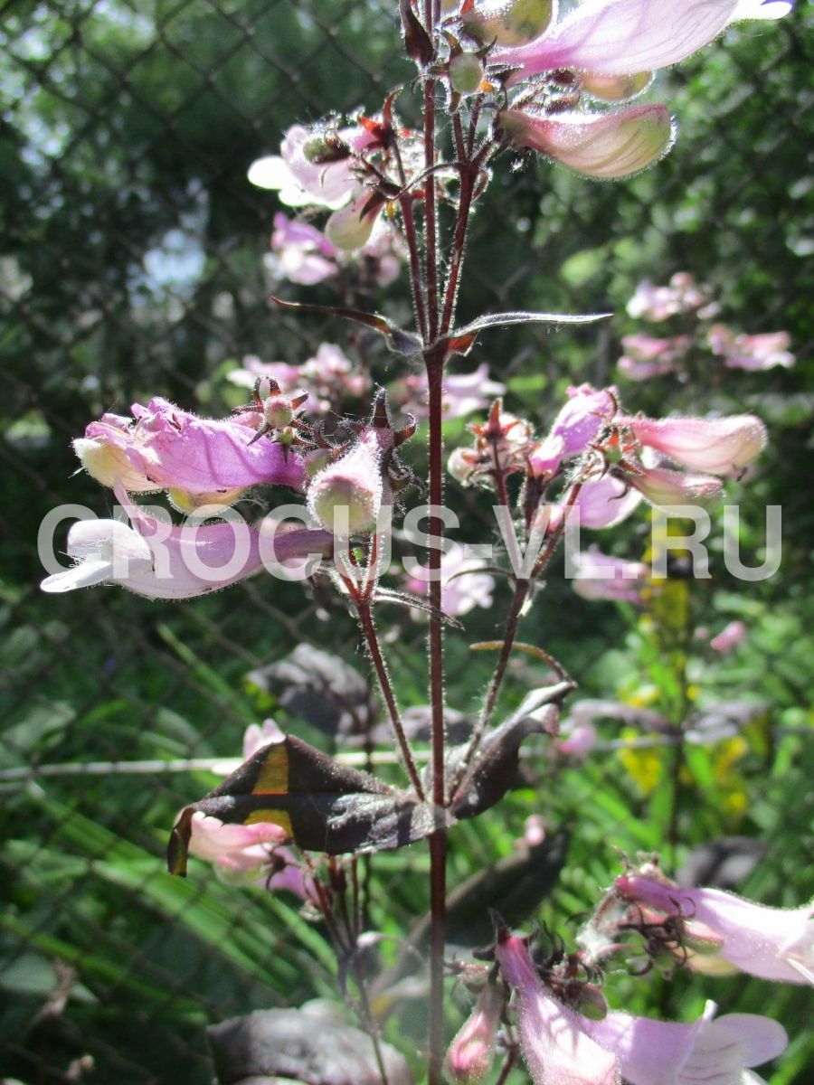 Пенстемон гибридный «Dark Towers»