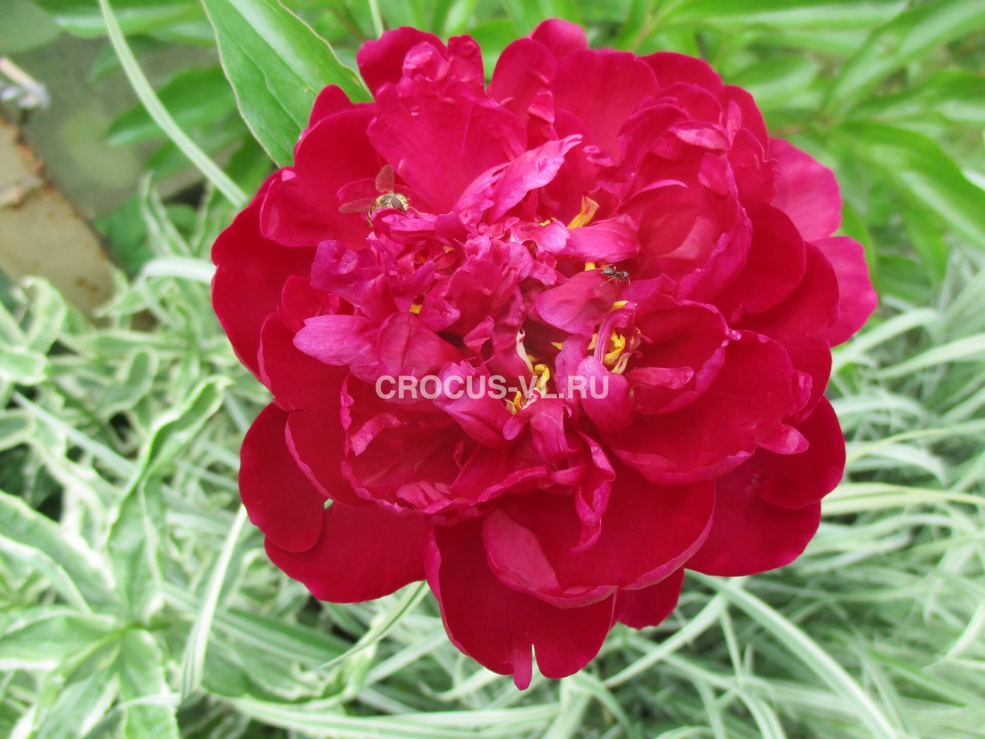 Пион травянистый «Chippewa»