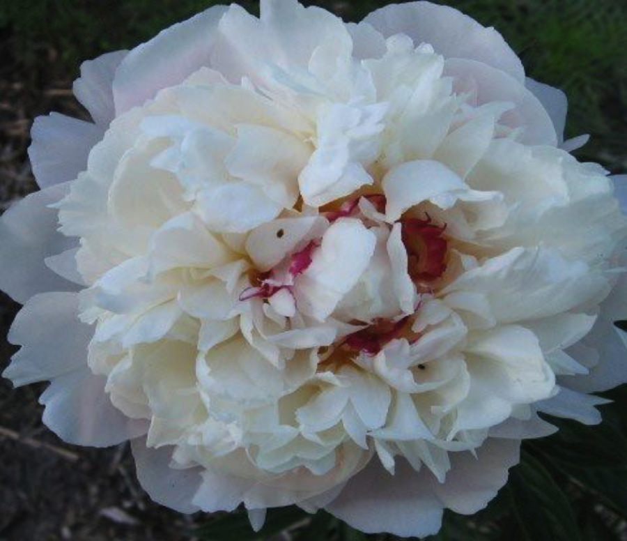 Пион травянистый «Festiva Maxima»