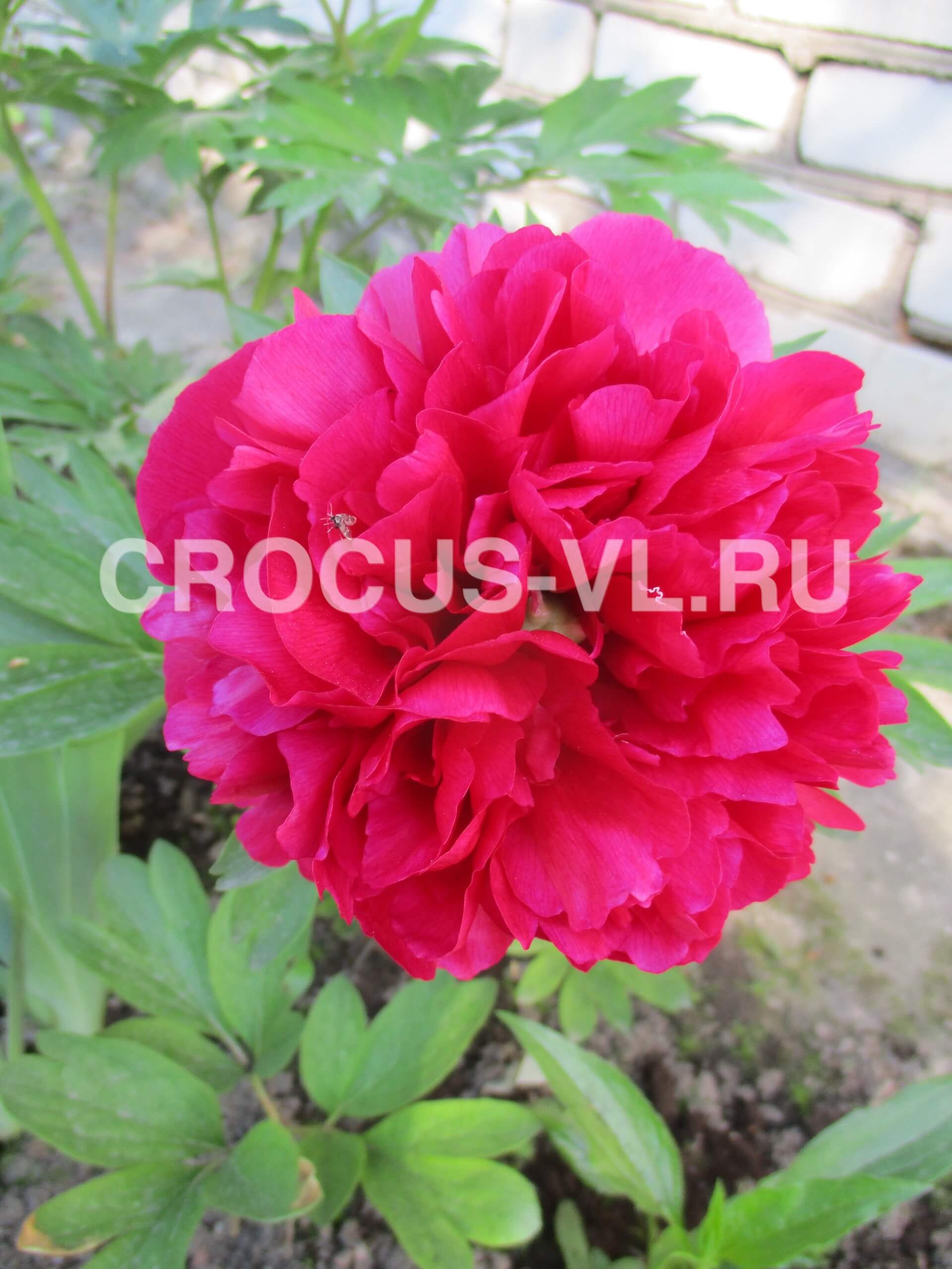 Пион лекарственный «Rubra Plena»