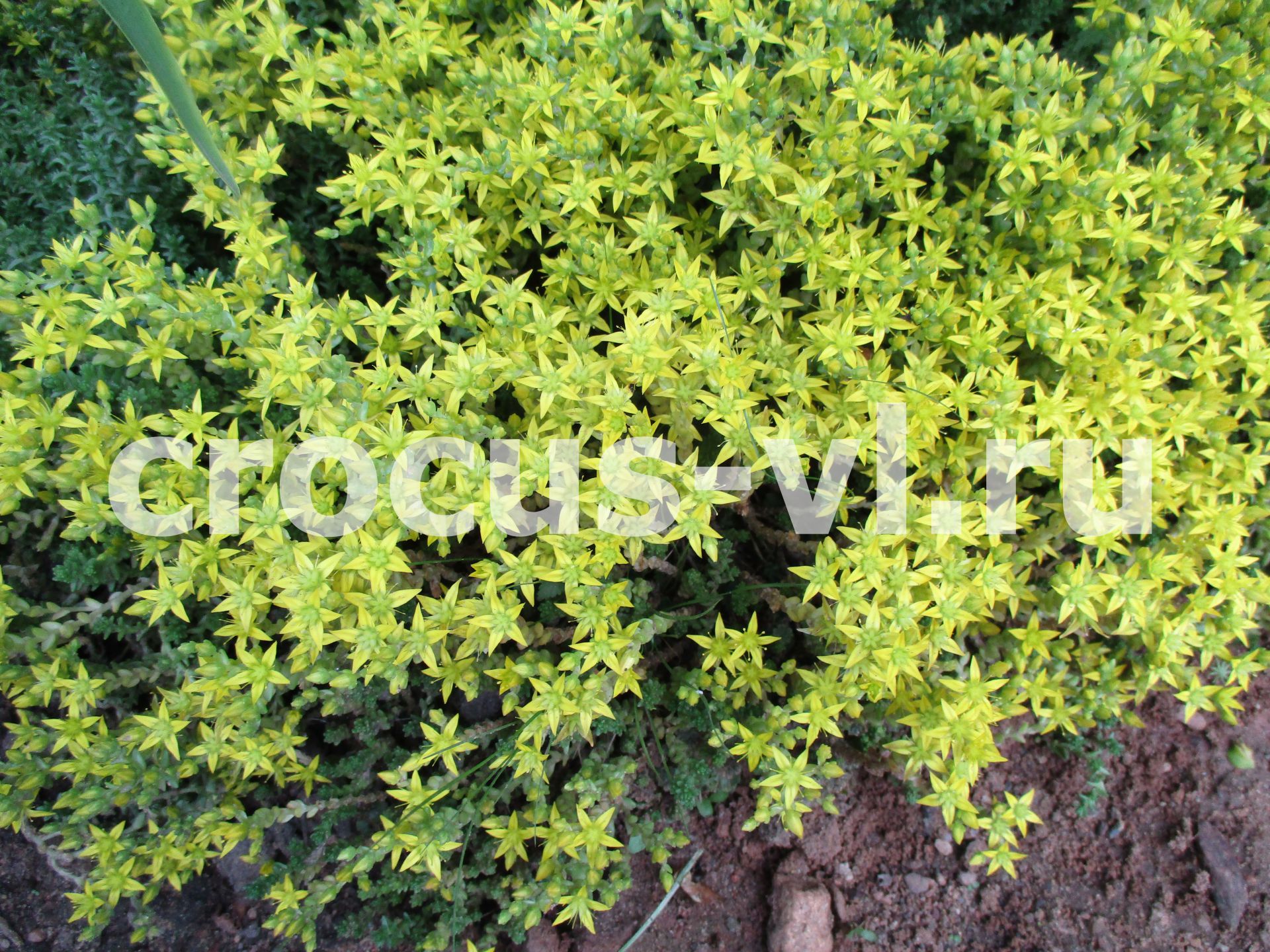 Седум едкий «Yellow Queen»