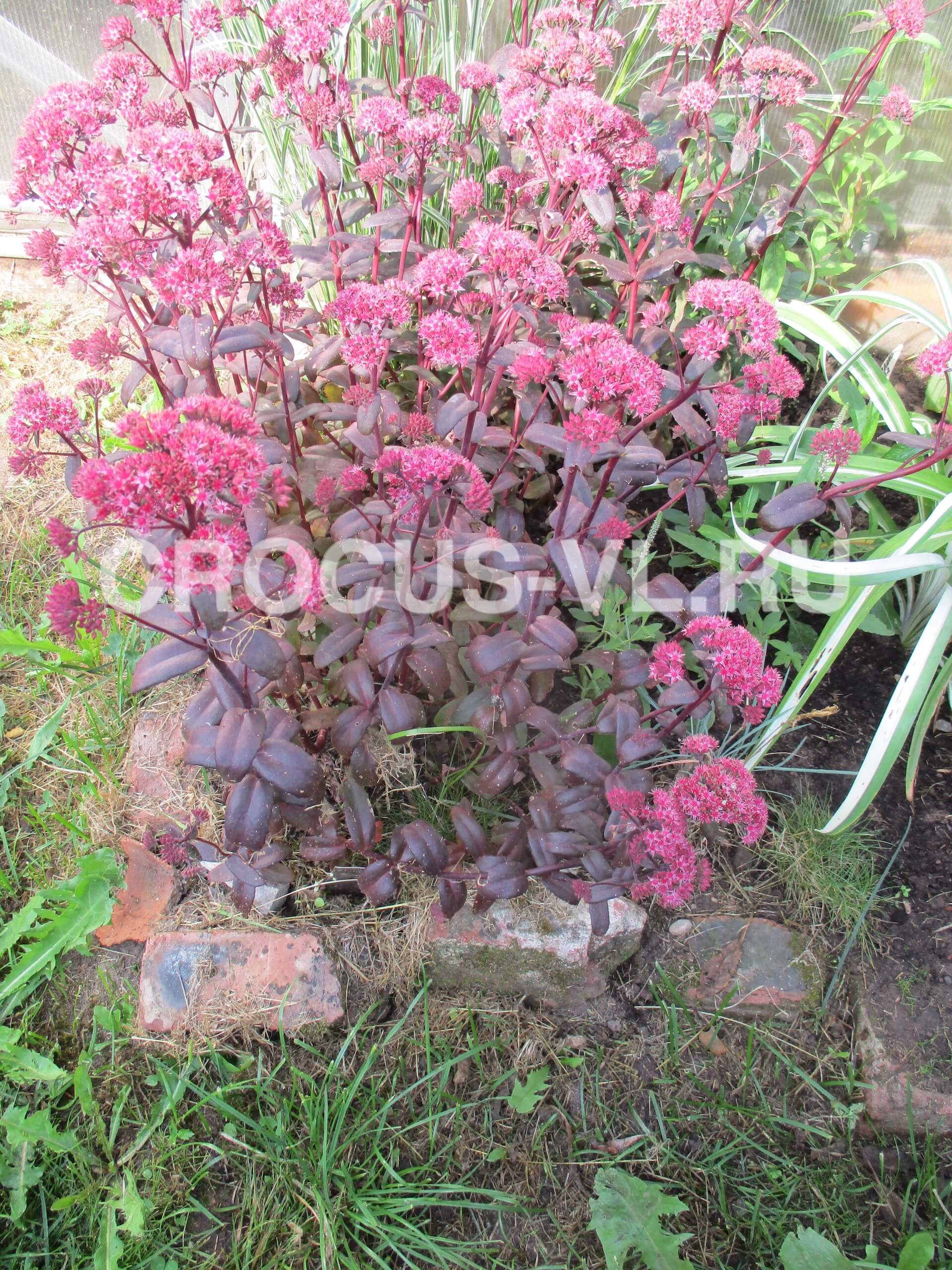 Седум «Red Cauli»