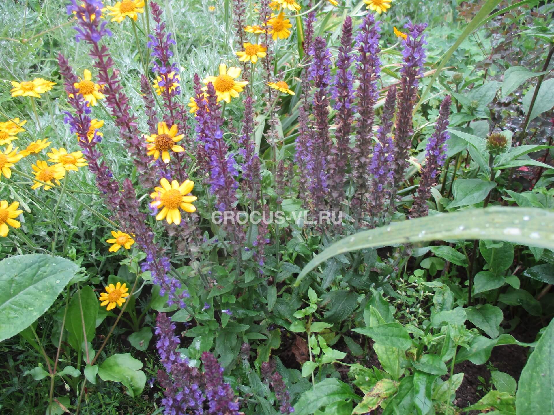 Шалфей дубравный «Marcus»