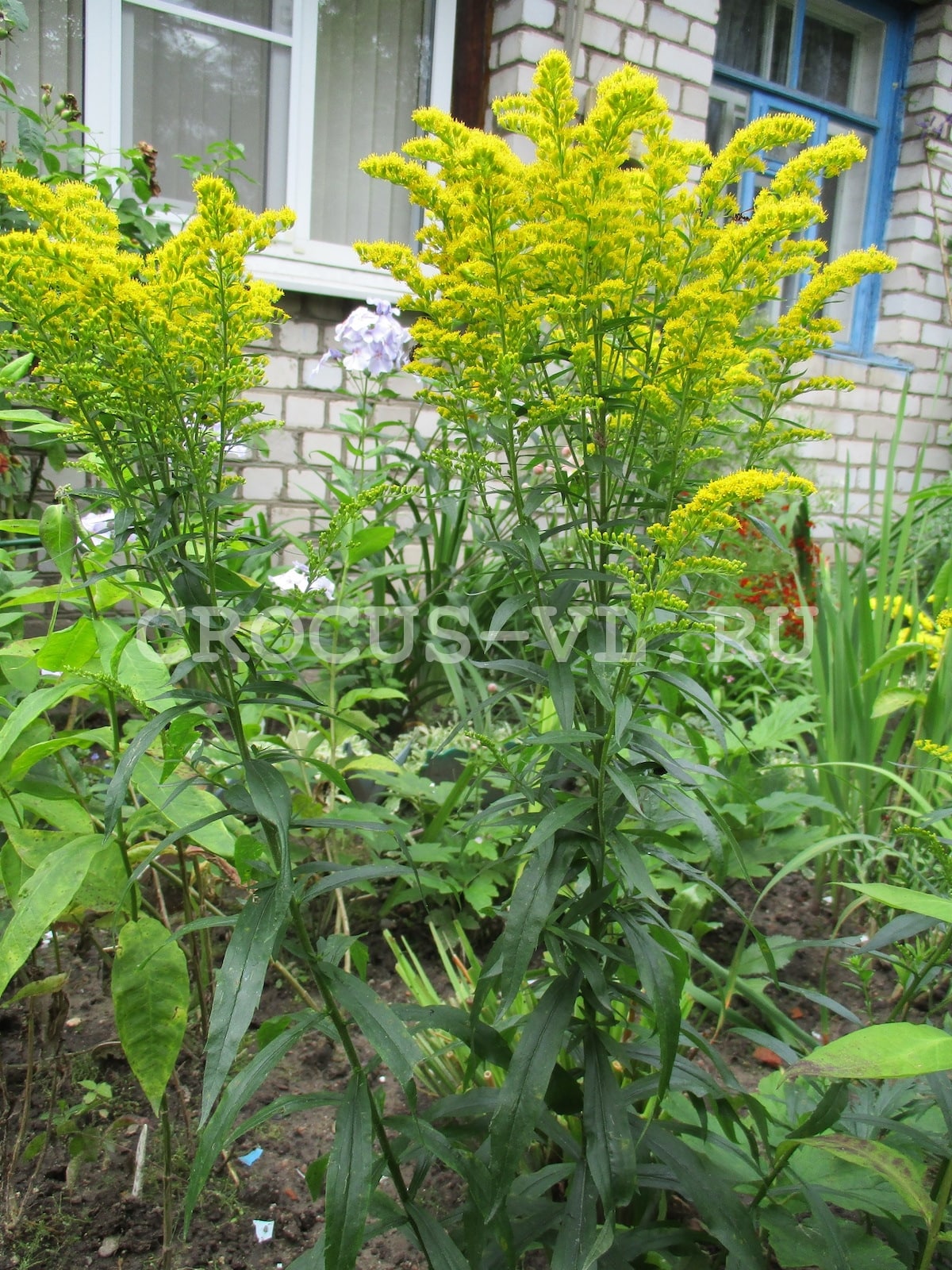 Солидаго канадский «Golden Baby» Солидаго канадский «Golden Baby»