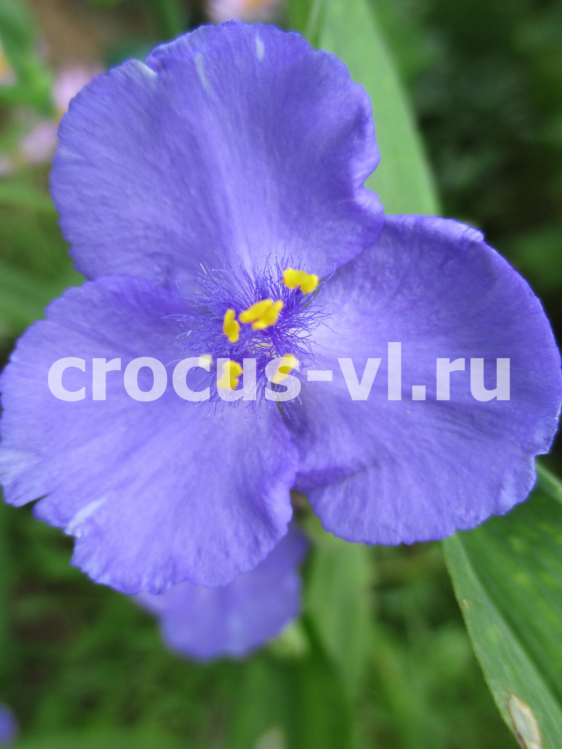 Традесканция Андерсона «Blue Stone»