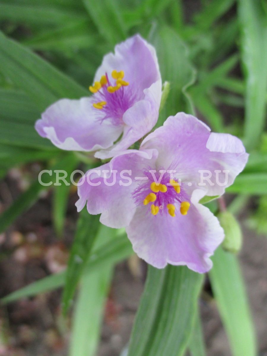 Традесканция Андерсона «Pink Chablis»