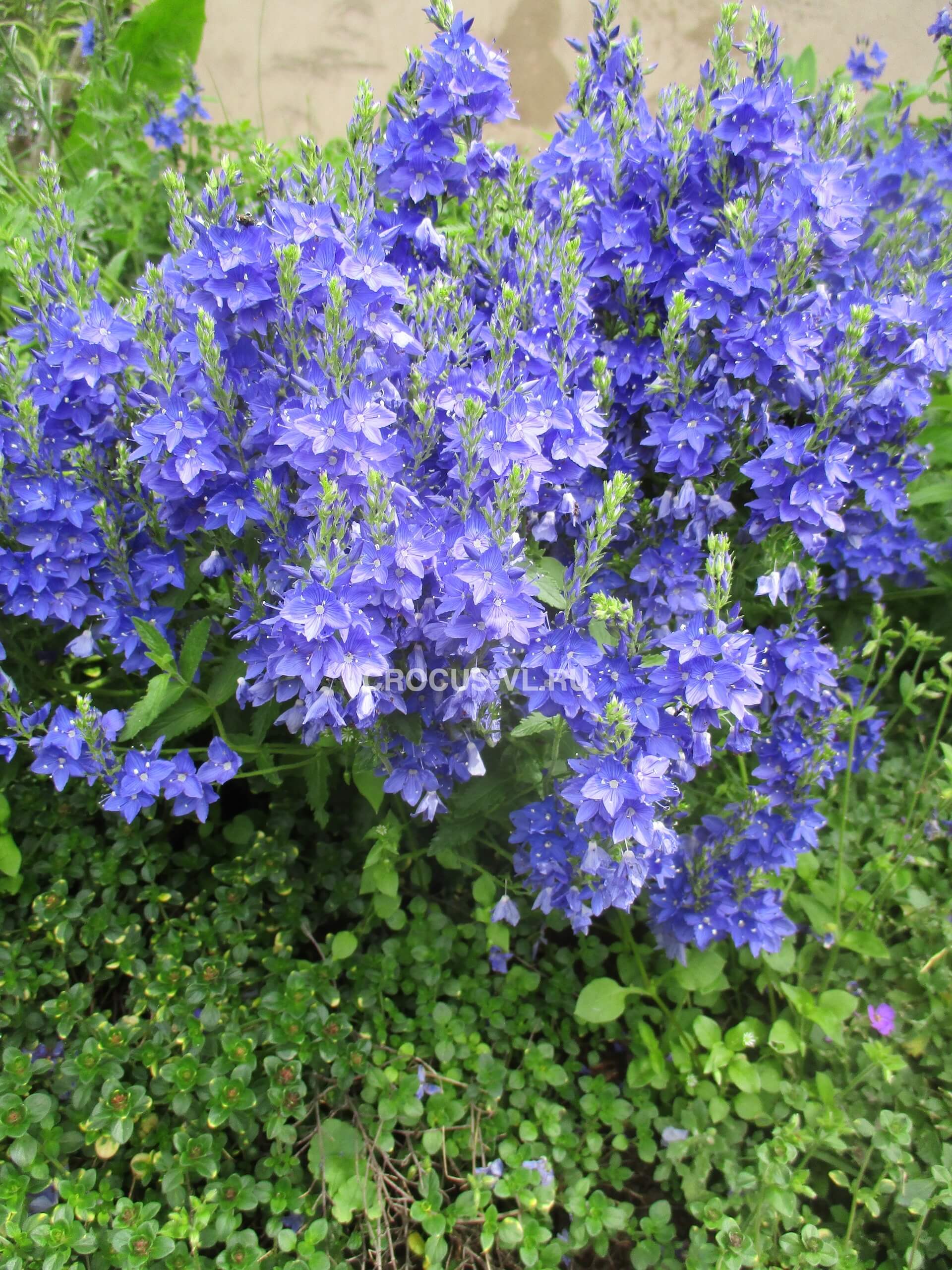 Вероника австрийская «Knallblau»