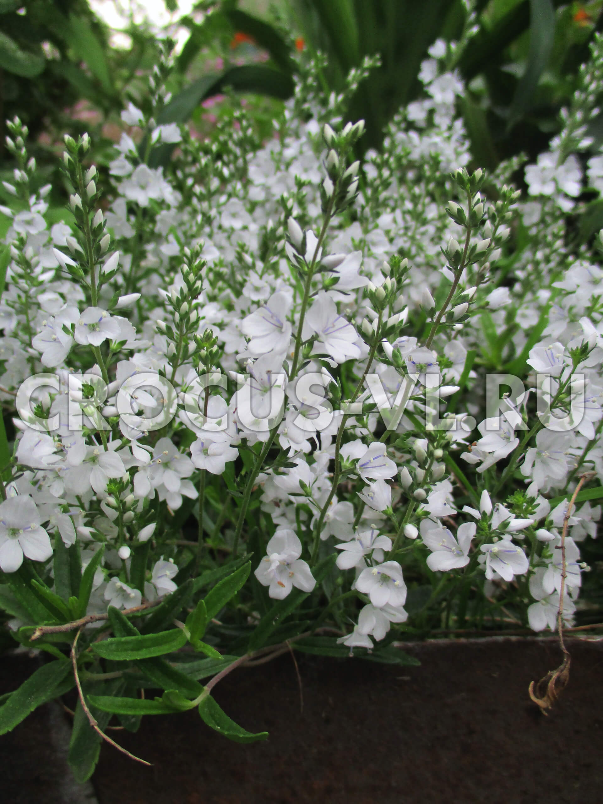 Вероника простертая «Album» Вероника простертая «Album»