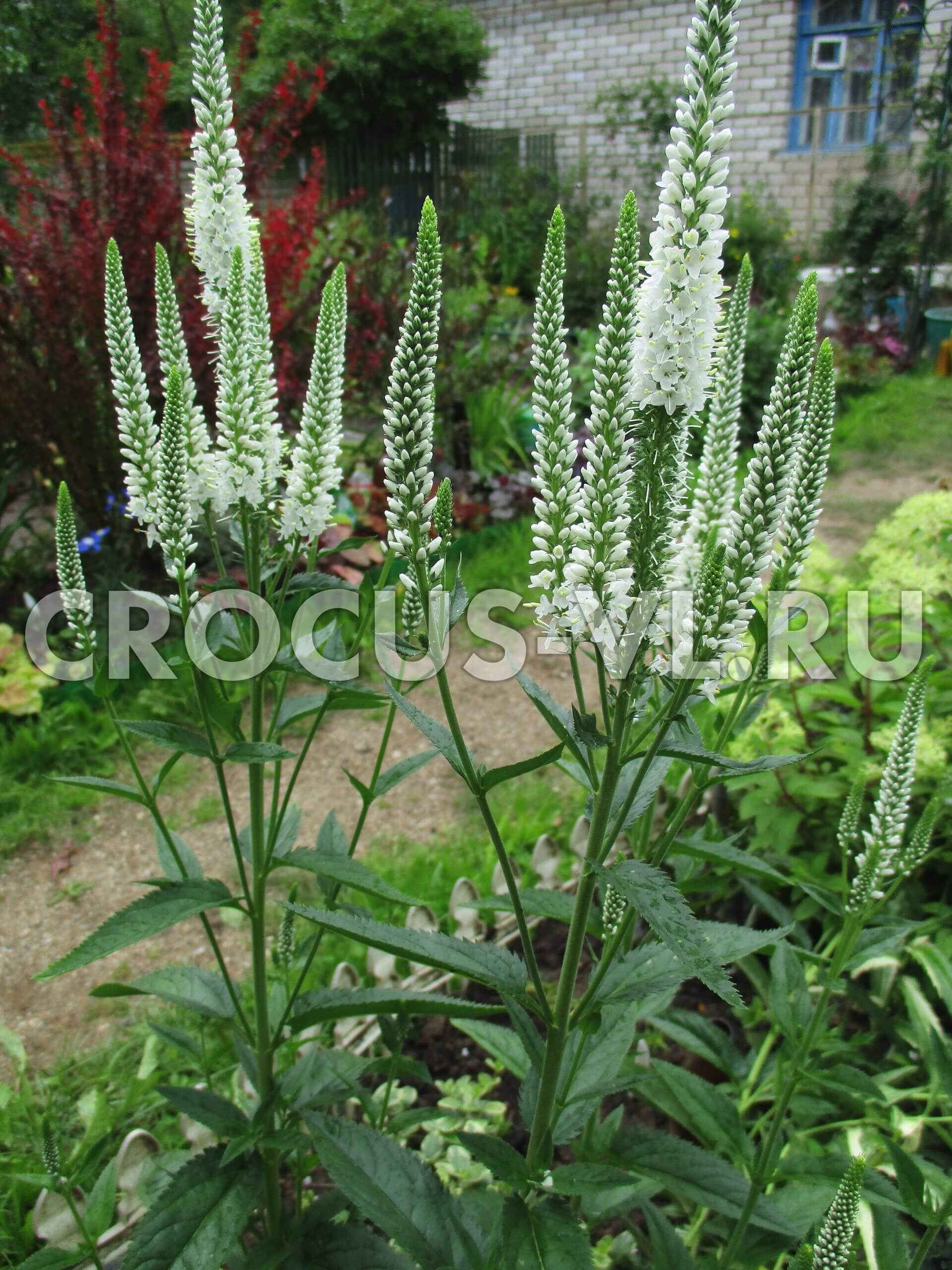 Вероника длиннолистная «Schneeriesin» Вероника длиннолистная «Schneeriesin»