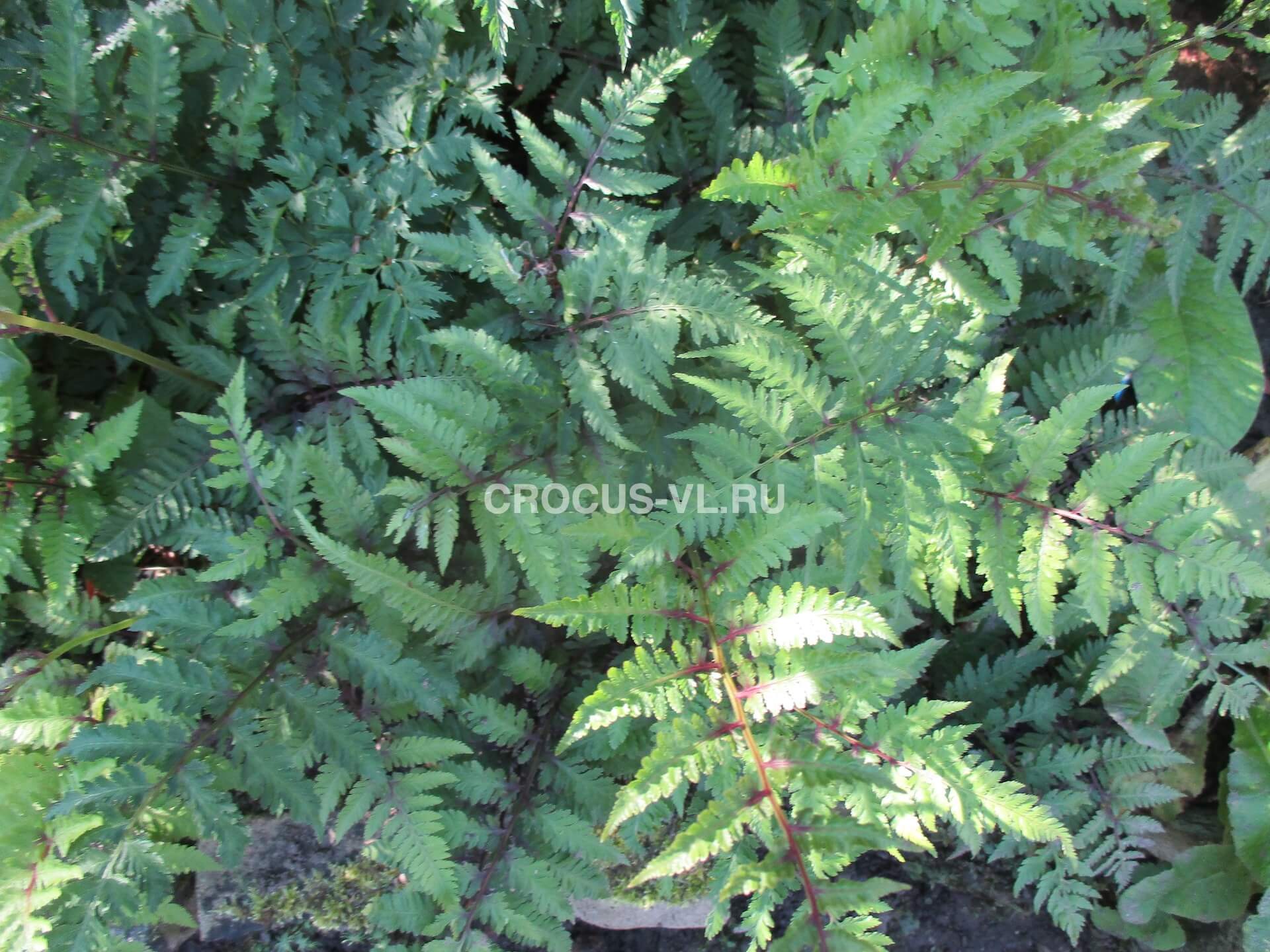 Кочедыжник японский «Pictum»