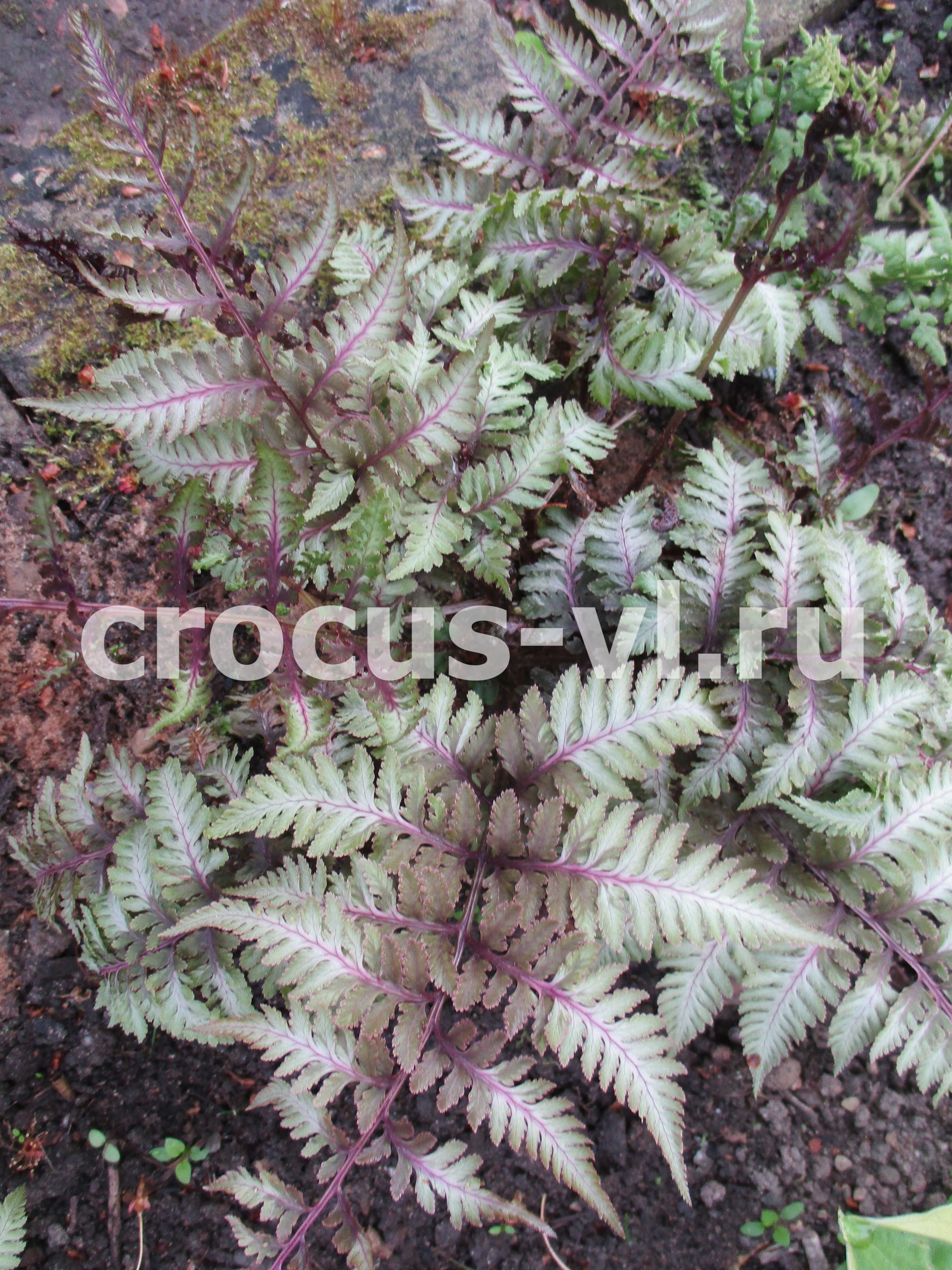 Кочедыжник ниппонский «Ursula's Red»