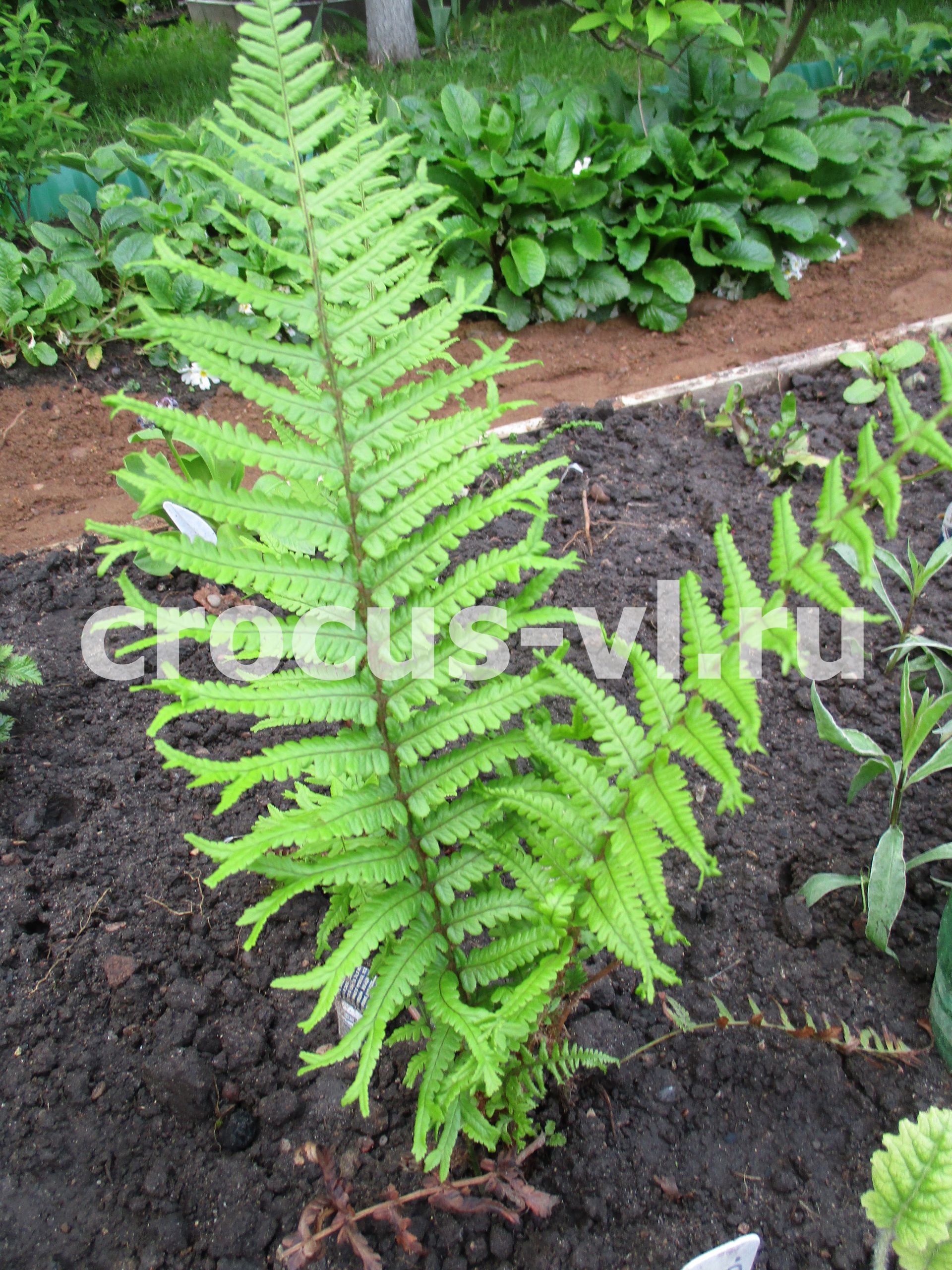 Щитовник родственный «Polydactyla Dadds»