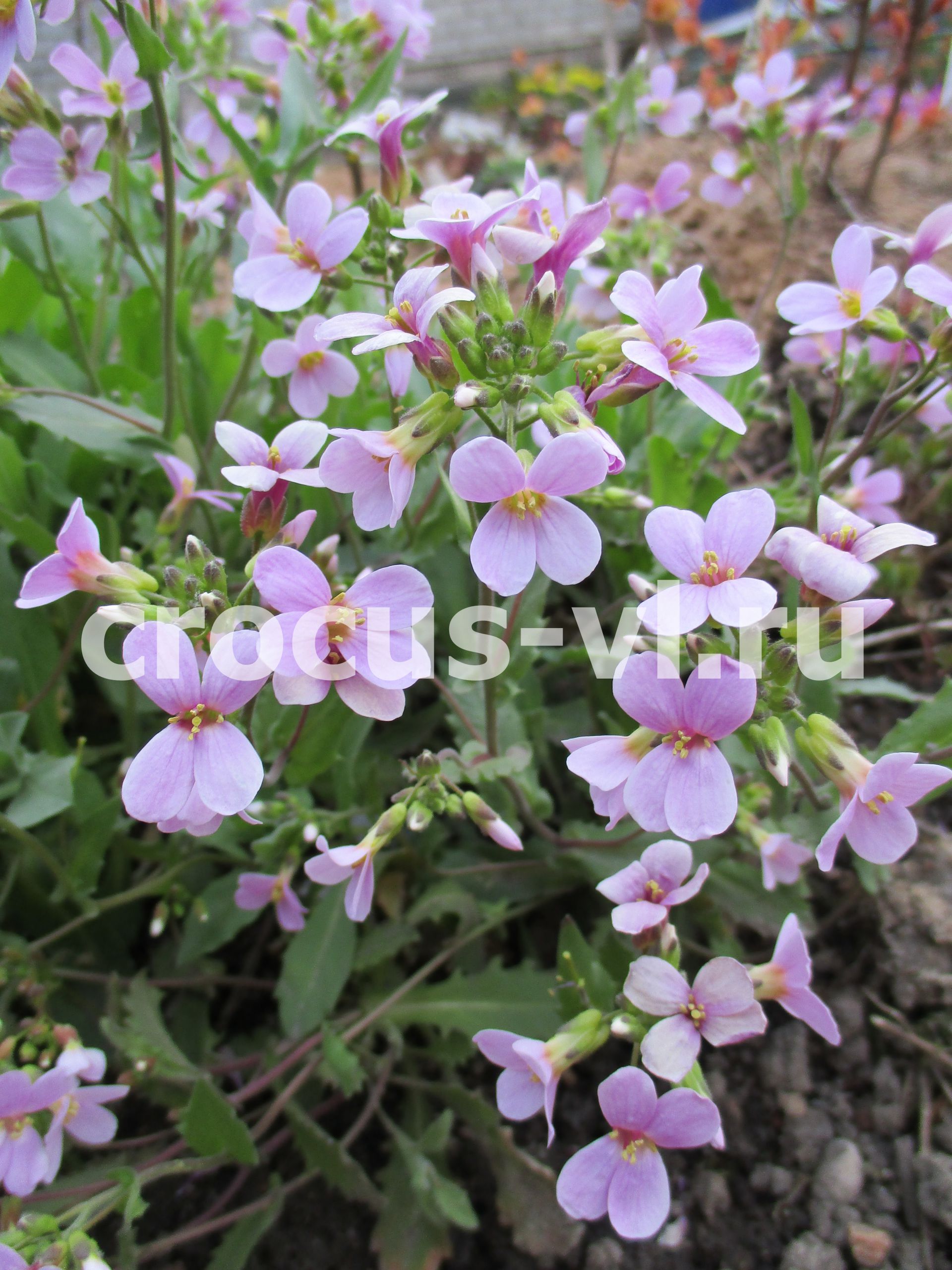 Арабис Розеа