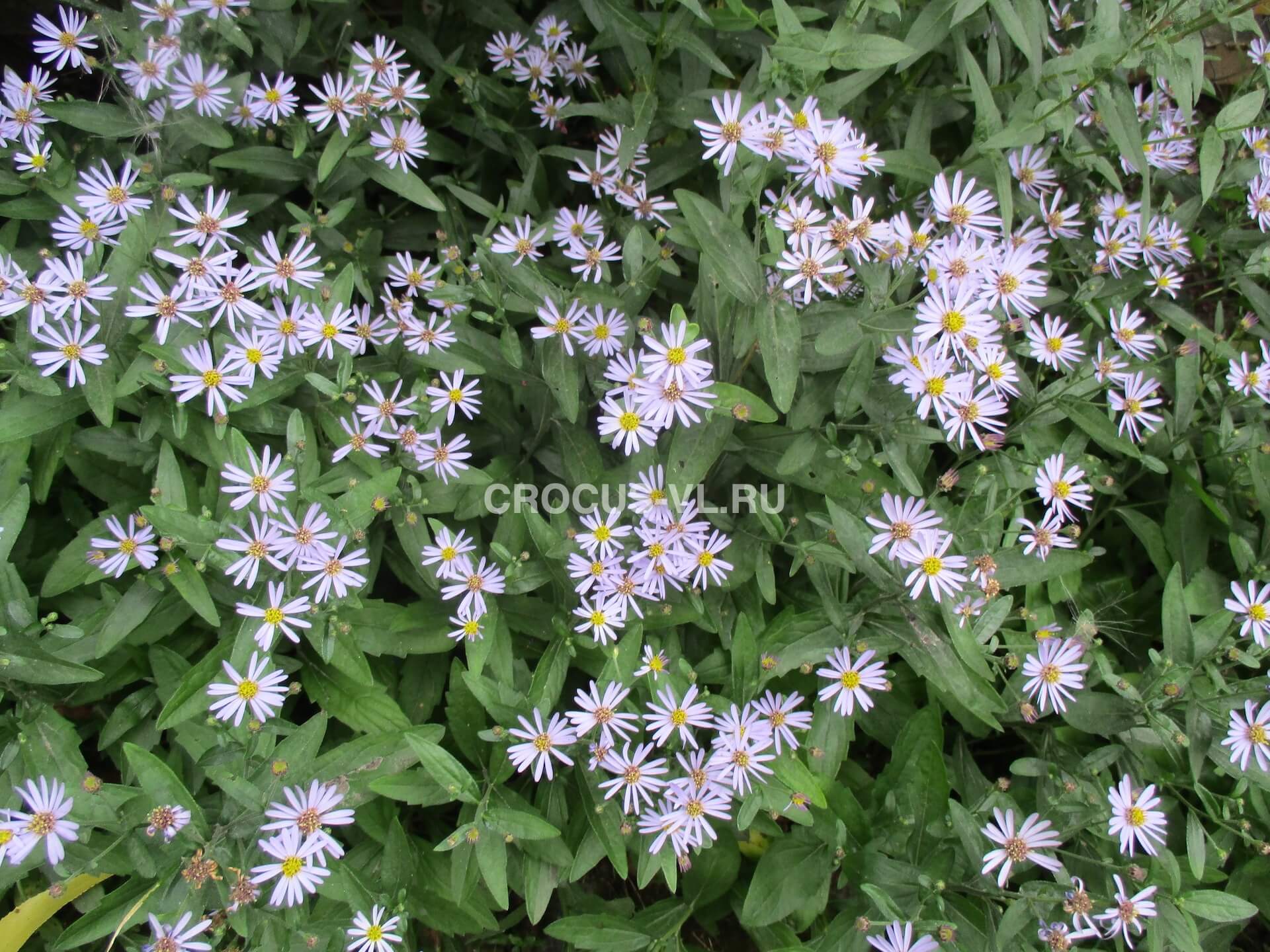 Калимерис вырезной «Nana Blue»