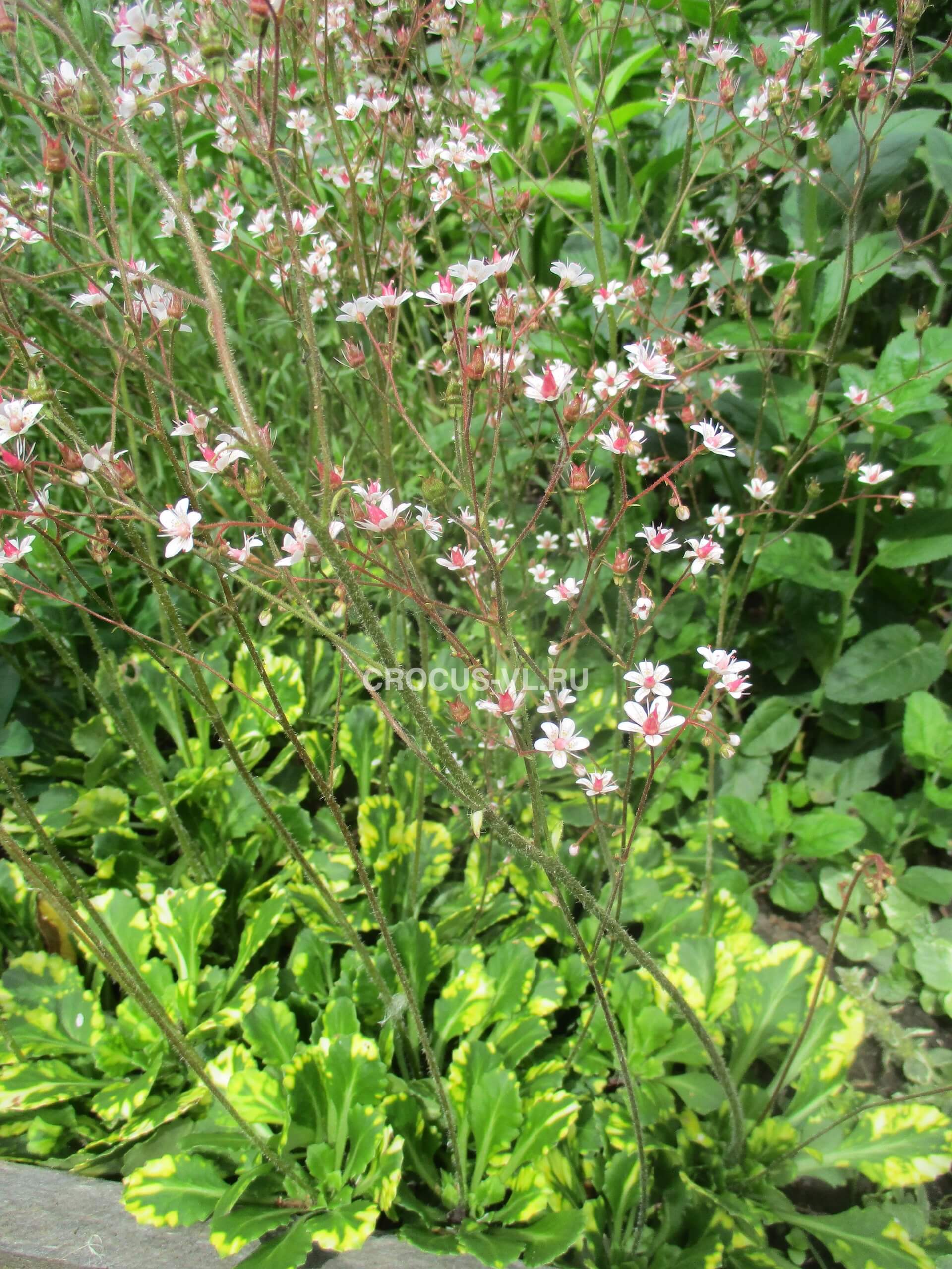 Камнеломка теневая «Variegata»