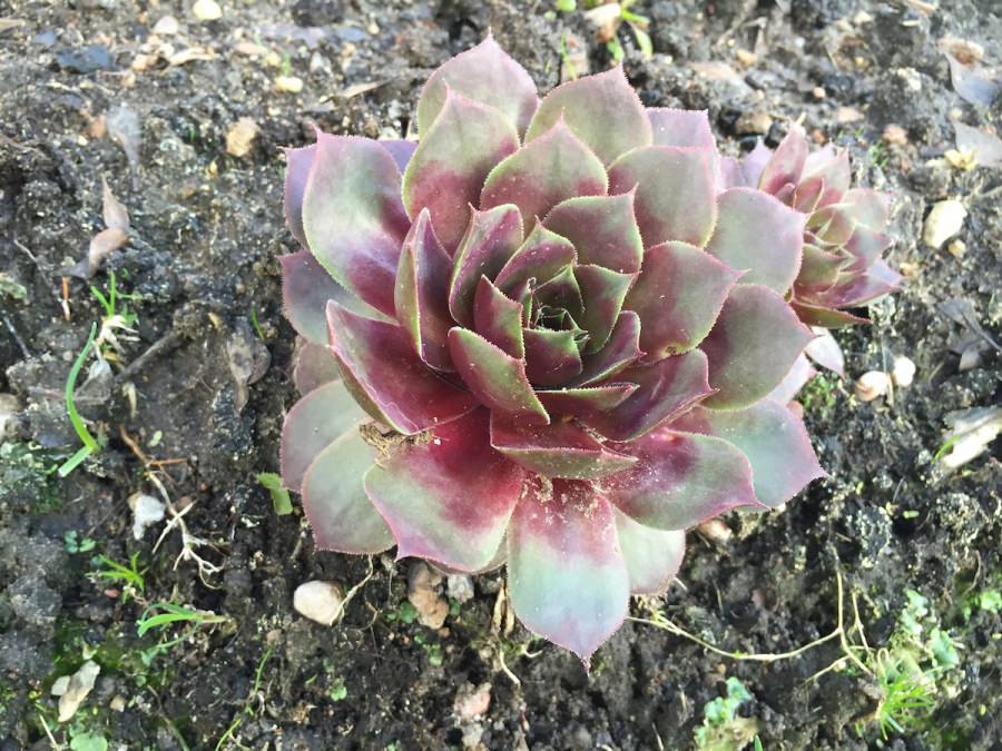 Молодило гибридное «Hall's Hybrid»