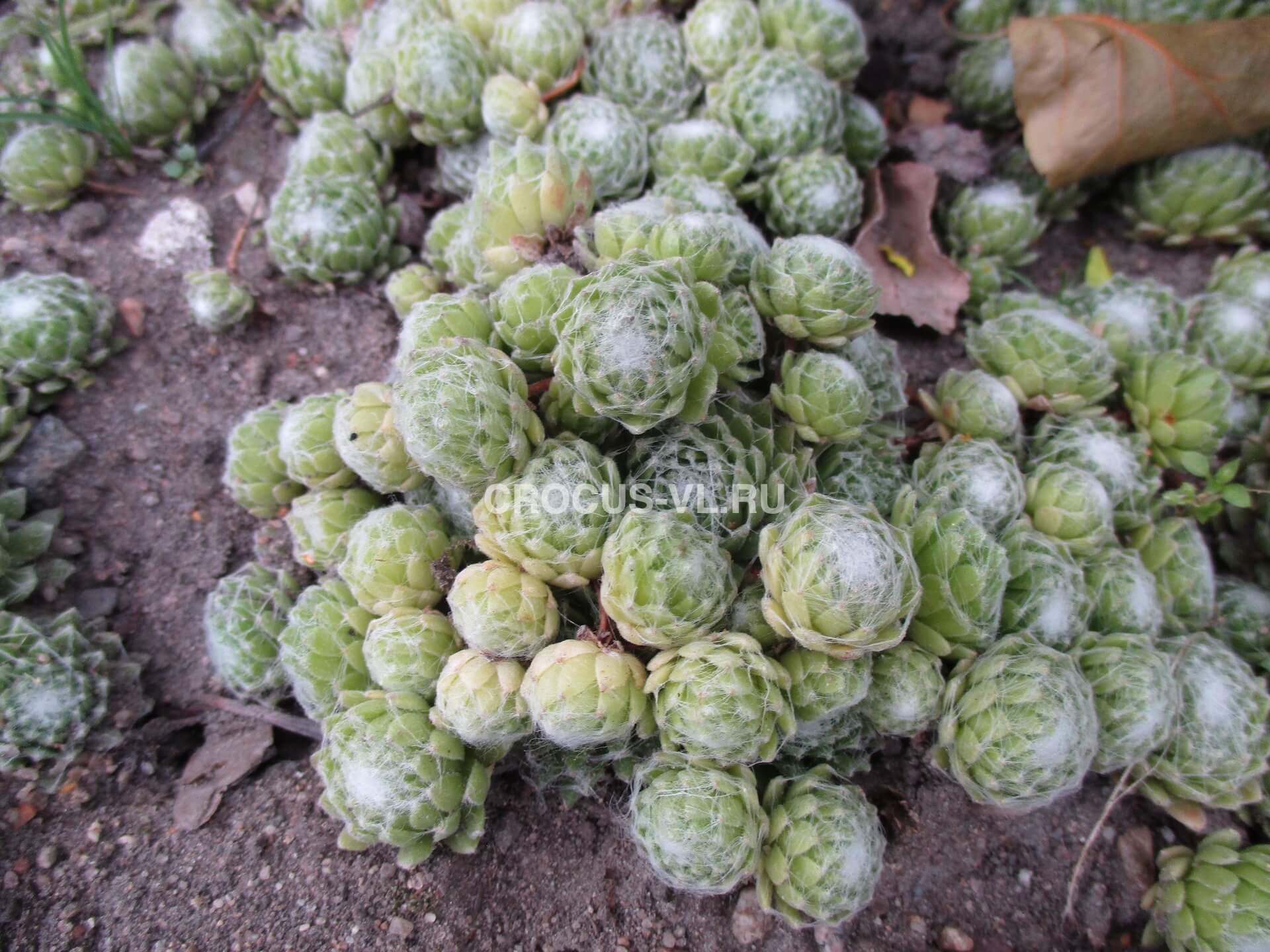 Молодило паутинистое Молодило паутинистое