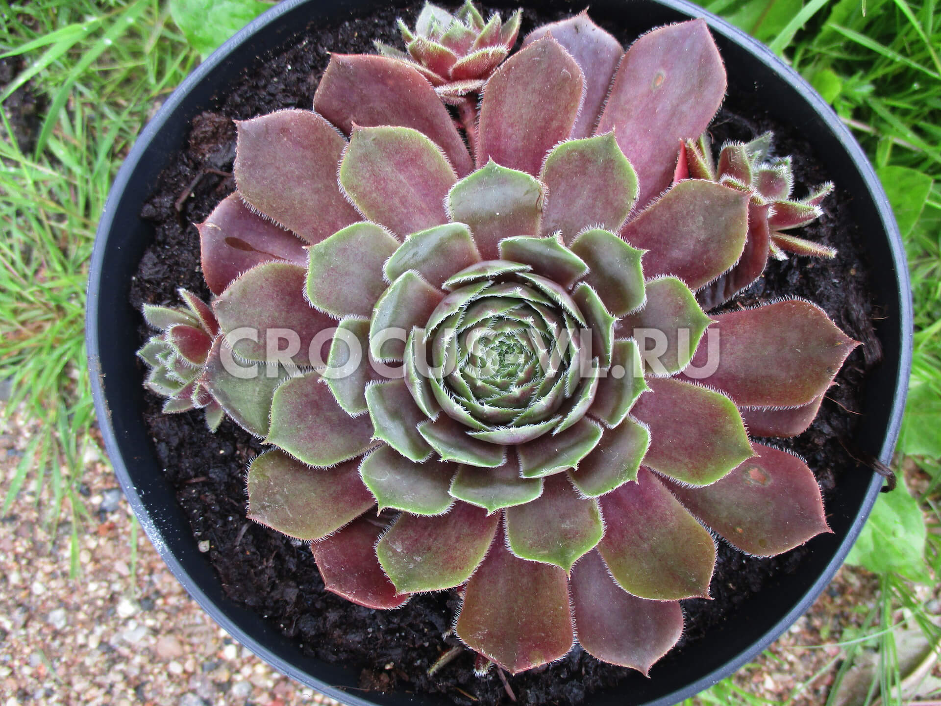 Молодило гибридное «Rita Jane»