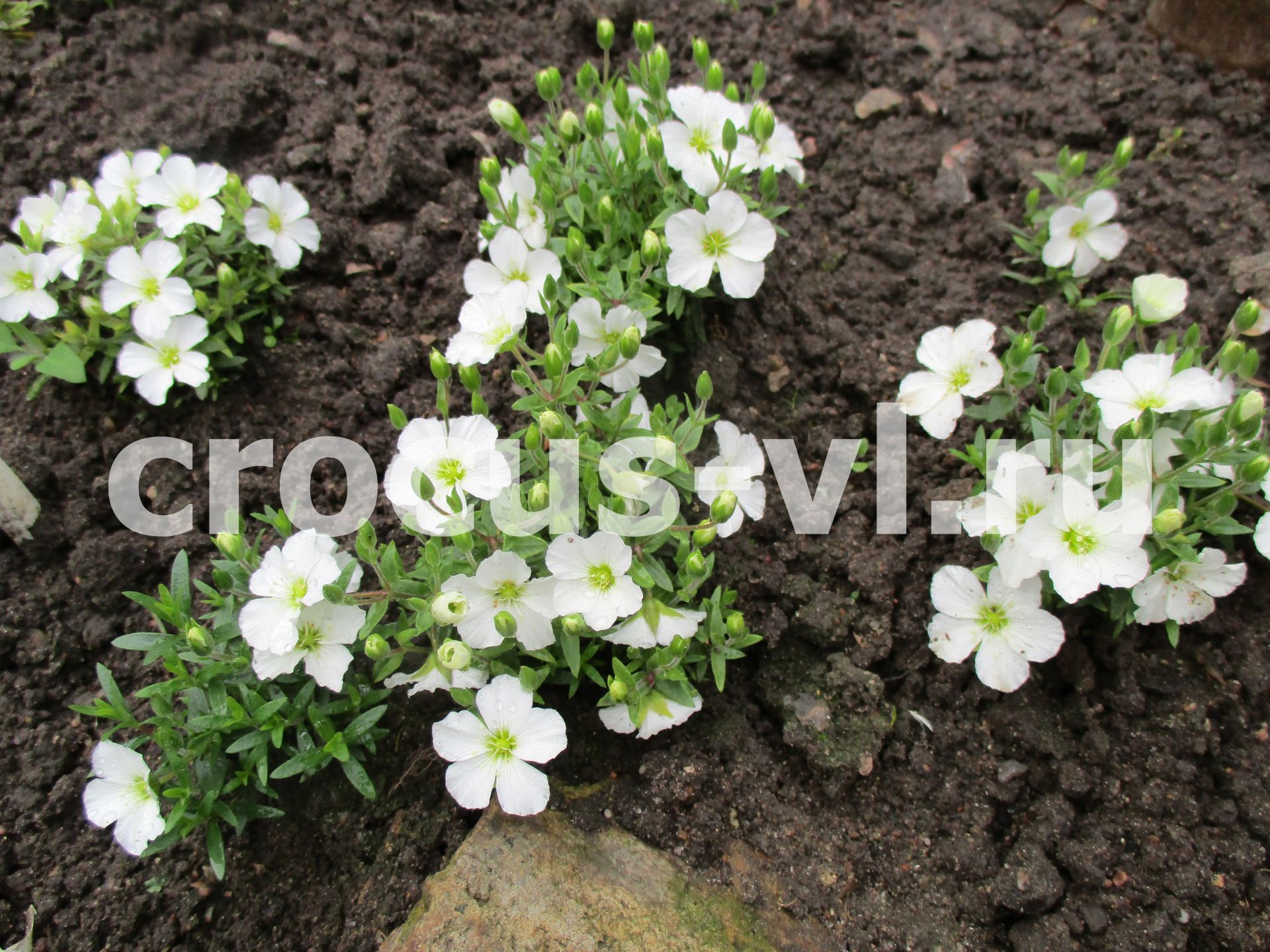 Песчанка горная «Blizzard Compact» Песчанка горная «Blizzard Compact»