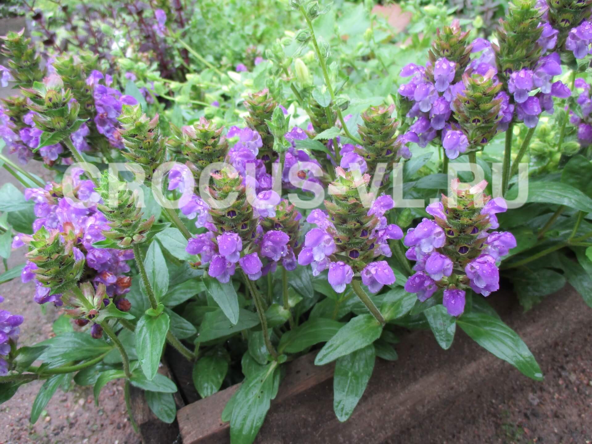 Прунелла крупноцветковая «Bella Violet Blue» Прунелла крупноцветковая «Bella Violet Blue»