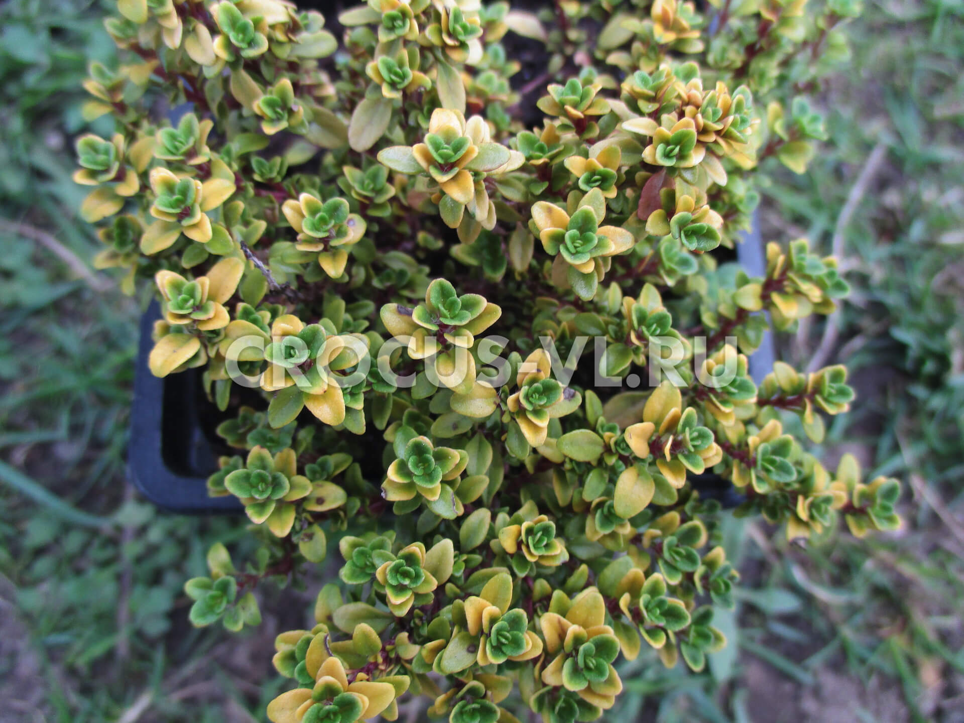 Тимьян лимоннопахнущий «Anderson's Gold»