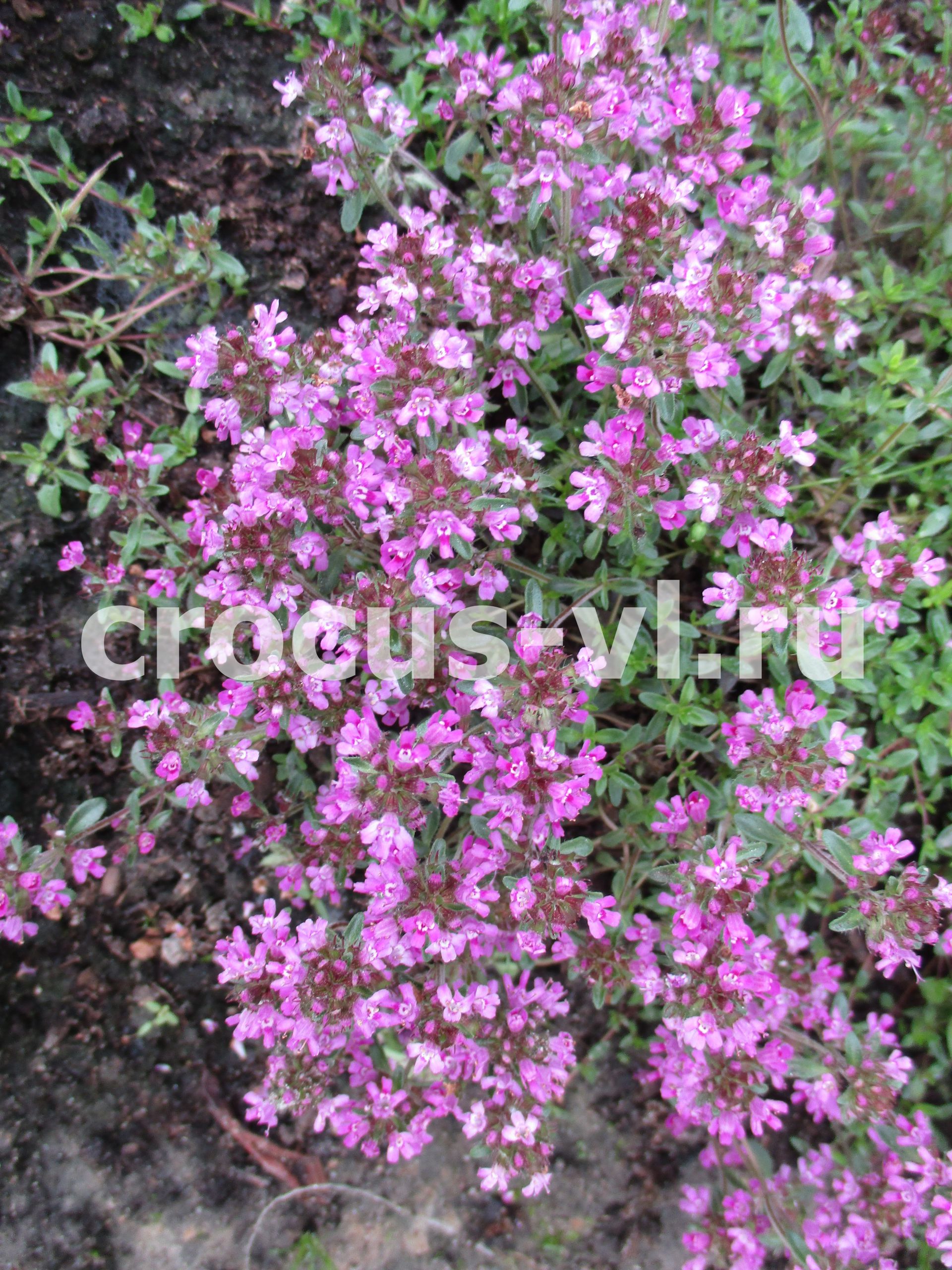 Тимьян ранний «Purple Beauty»