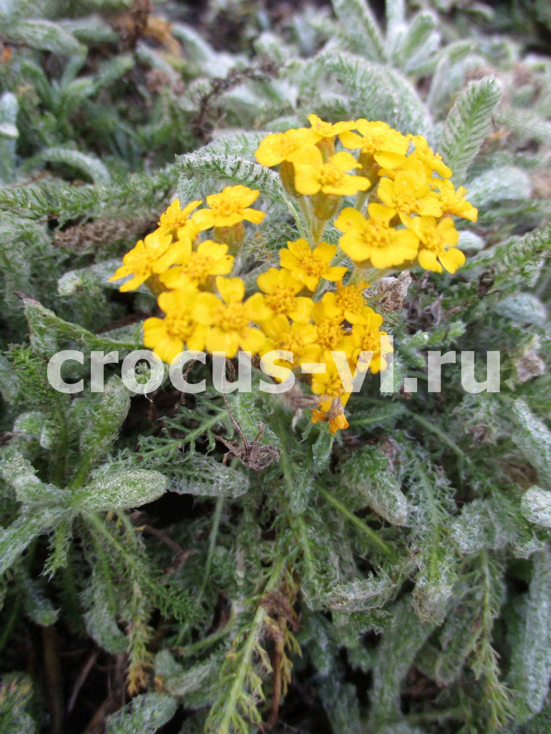 Тысячелистник войлочный «Aurea»