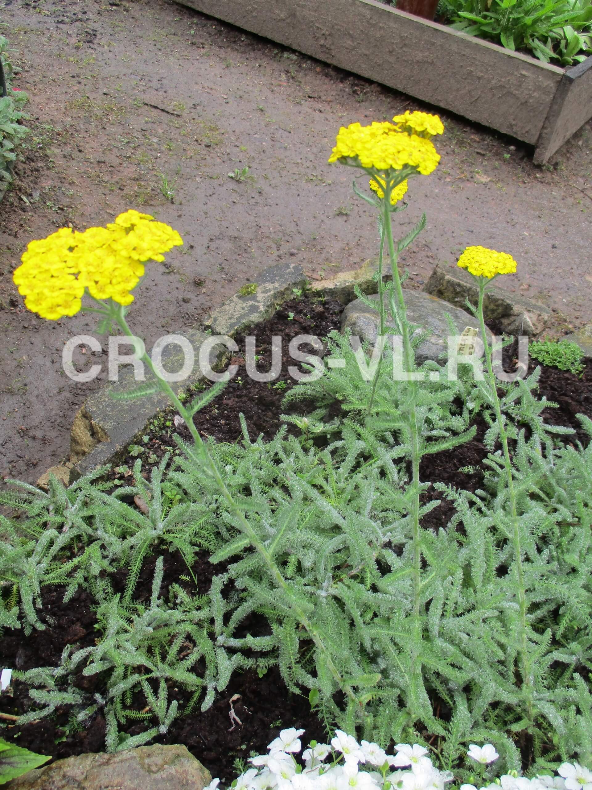 Тысячелистник войлочный «Aurea» Тысячелистник войлочный «Aurea»