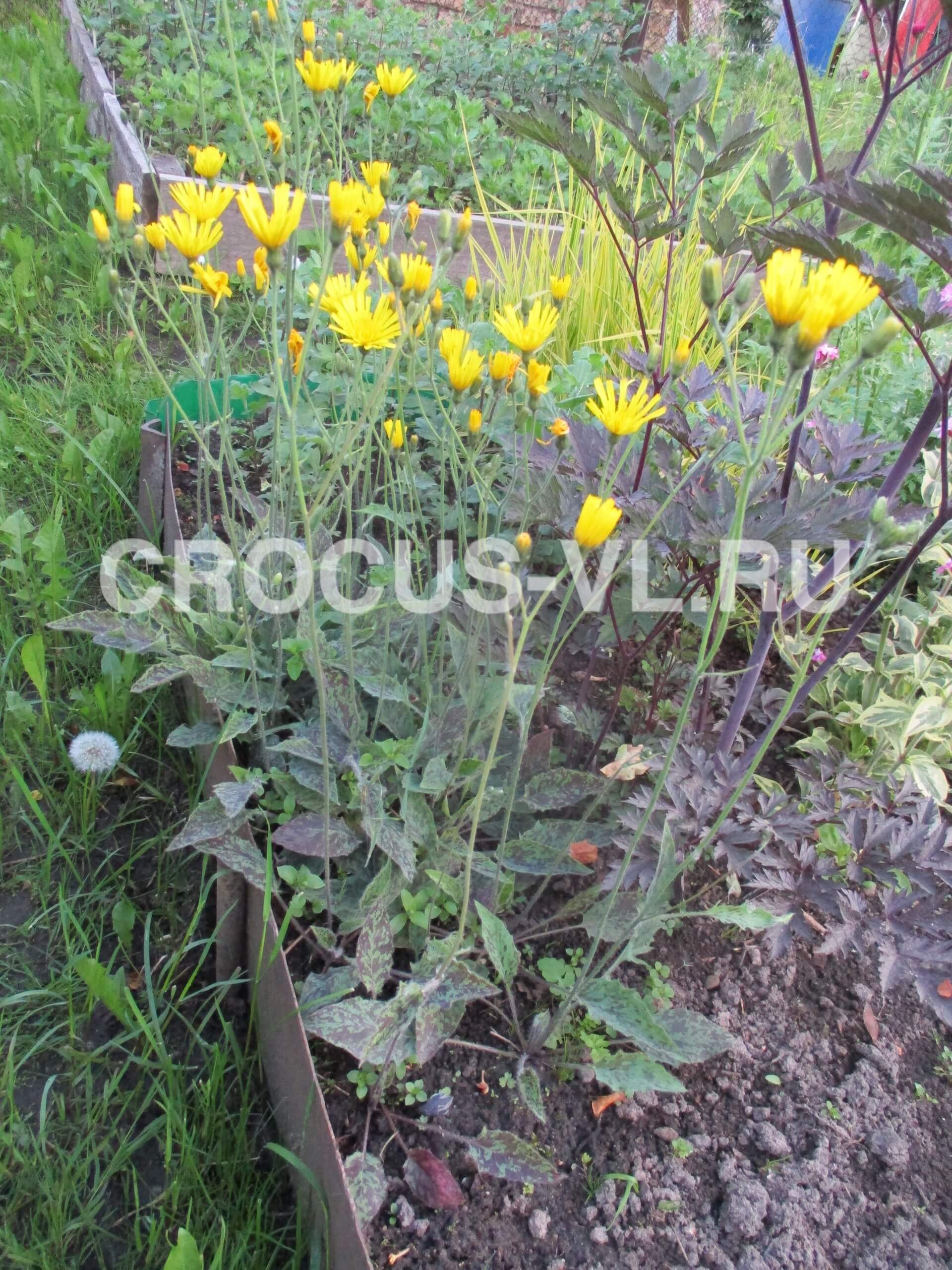 Ястребинка крапчатая «Leopard» Ястребинка крапчатая «Leopard»