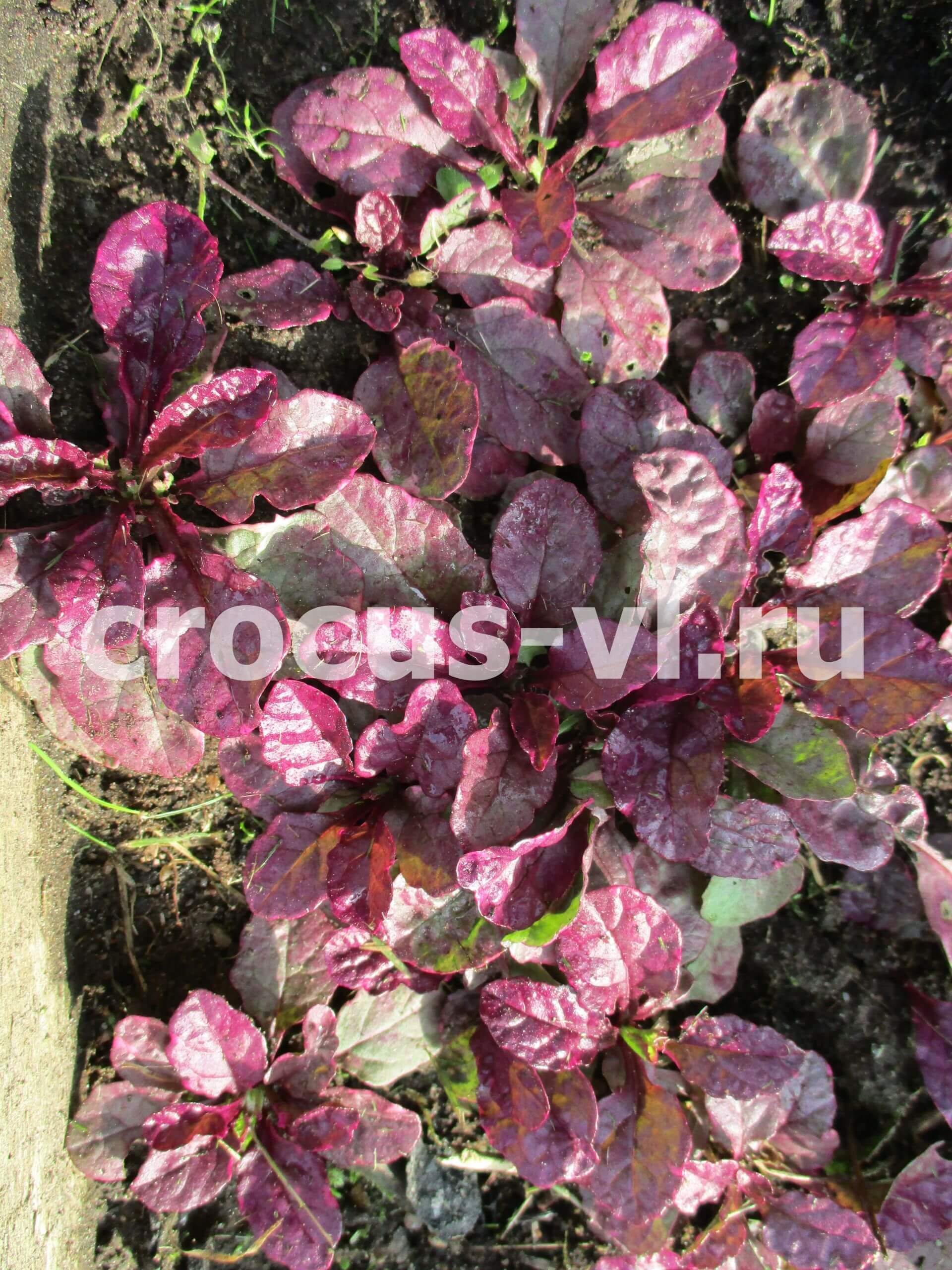 Живучка ползучая «Burgundy Glow»