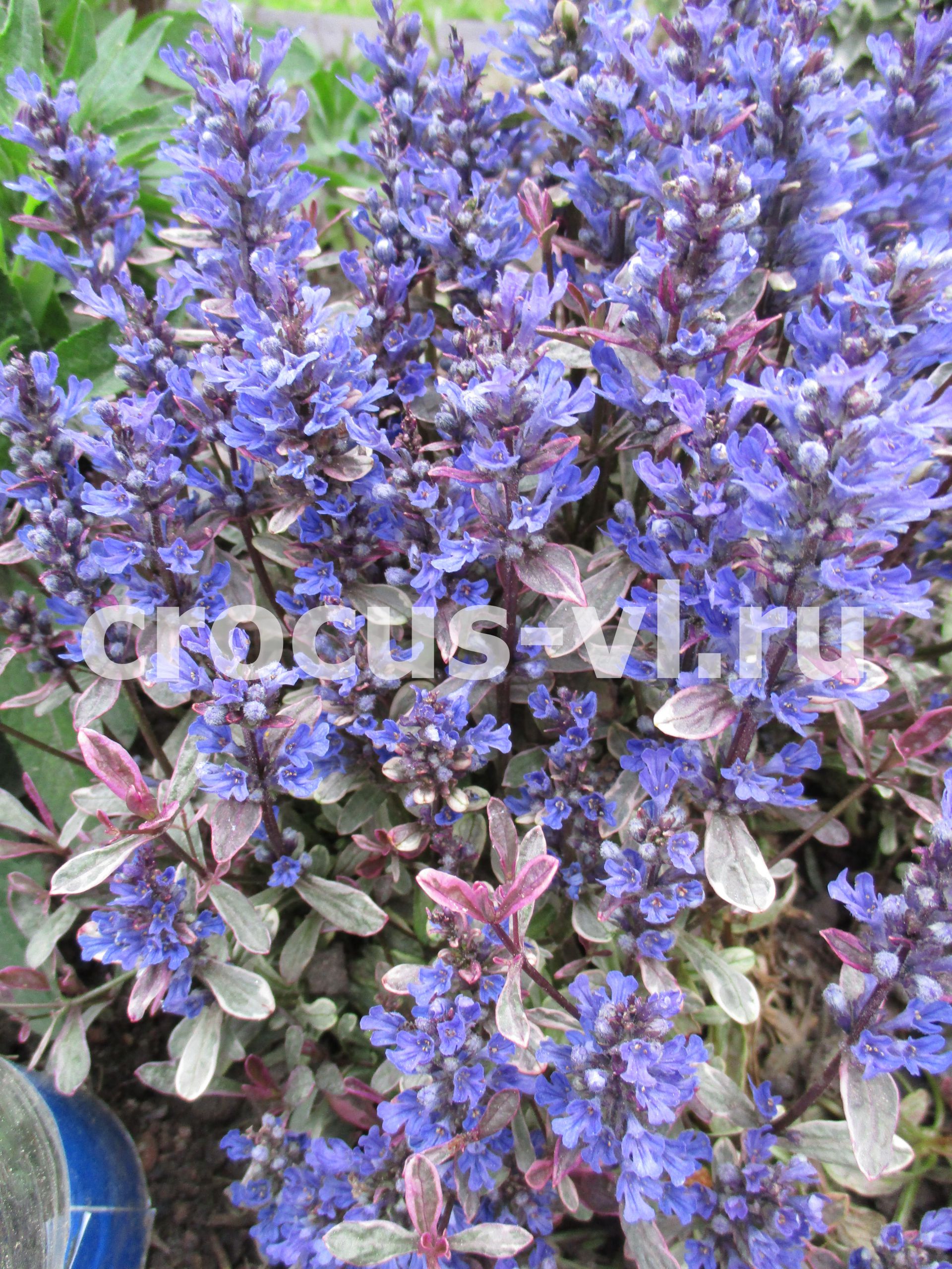 Живучка ползучая «Dixie Chip» Живучка ползучая «Dixie Chip»